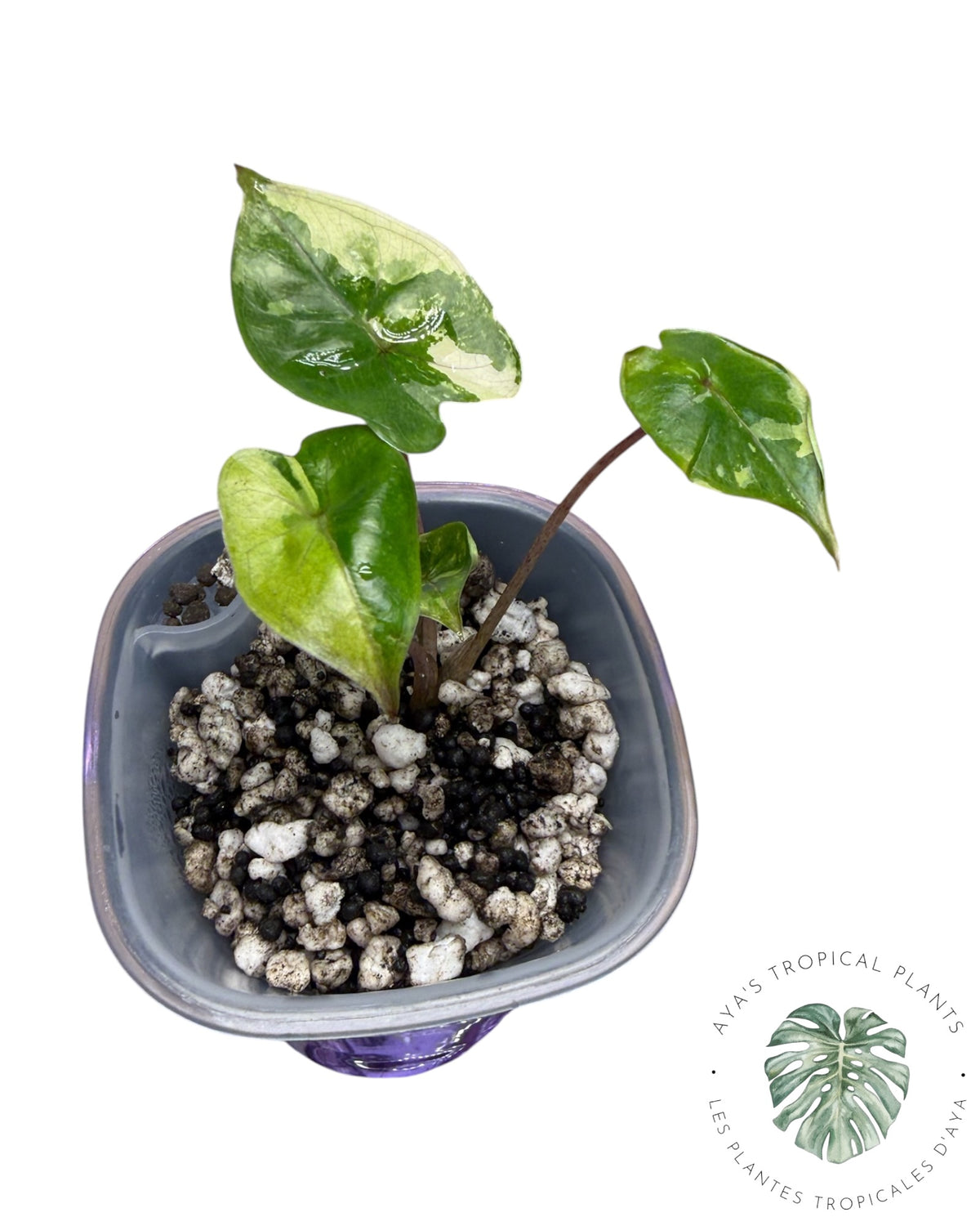 Alocasia Yucatan Princess Pink Variegated