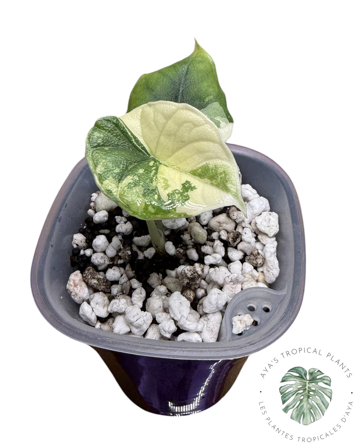 Alocasia Melo Albo Panaché