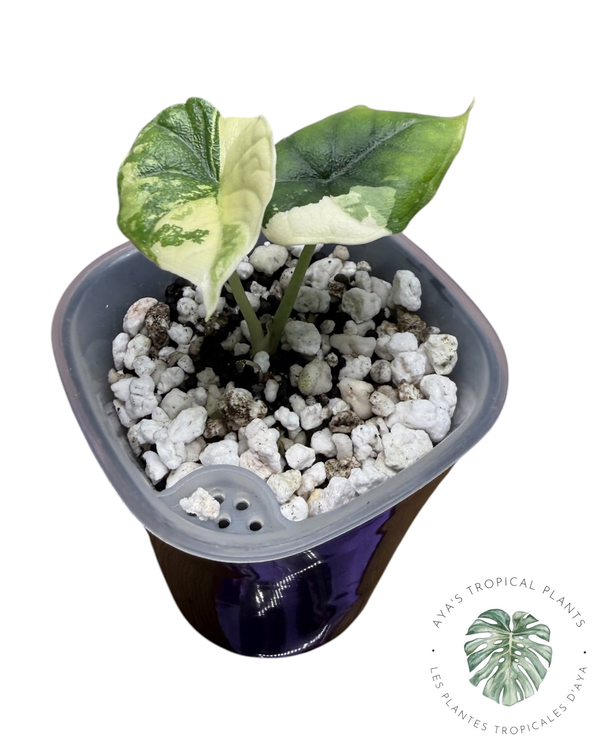Alocasia Melo Albo Panaché