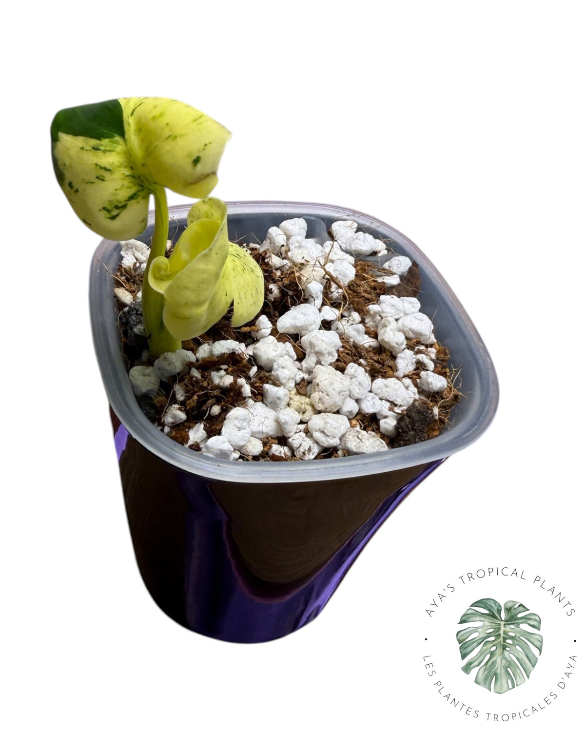 Monstera Siam Mint