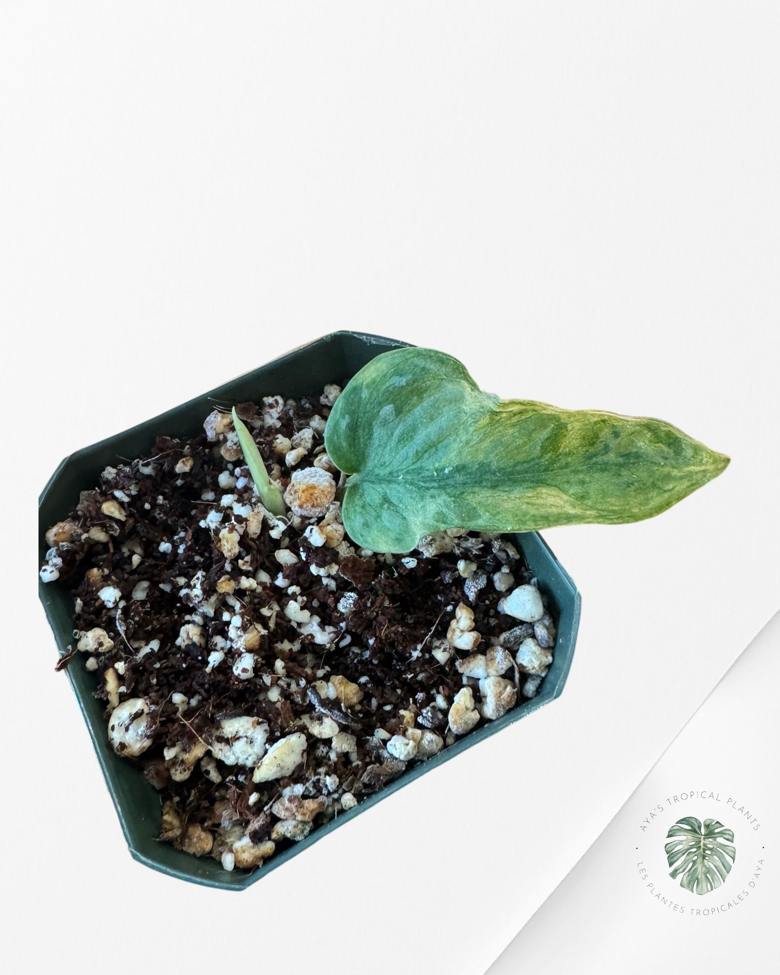 Scindapsus Lichemint - L1