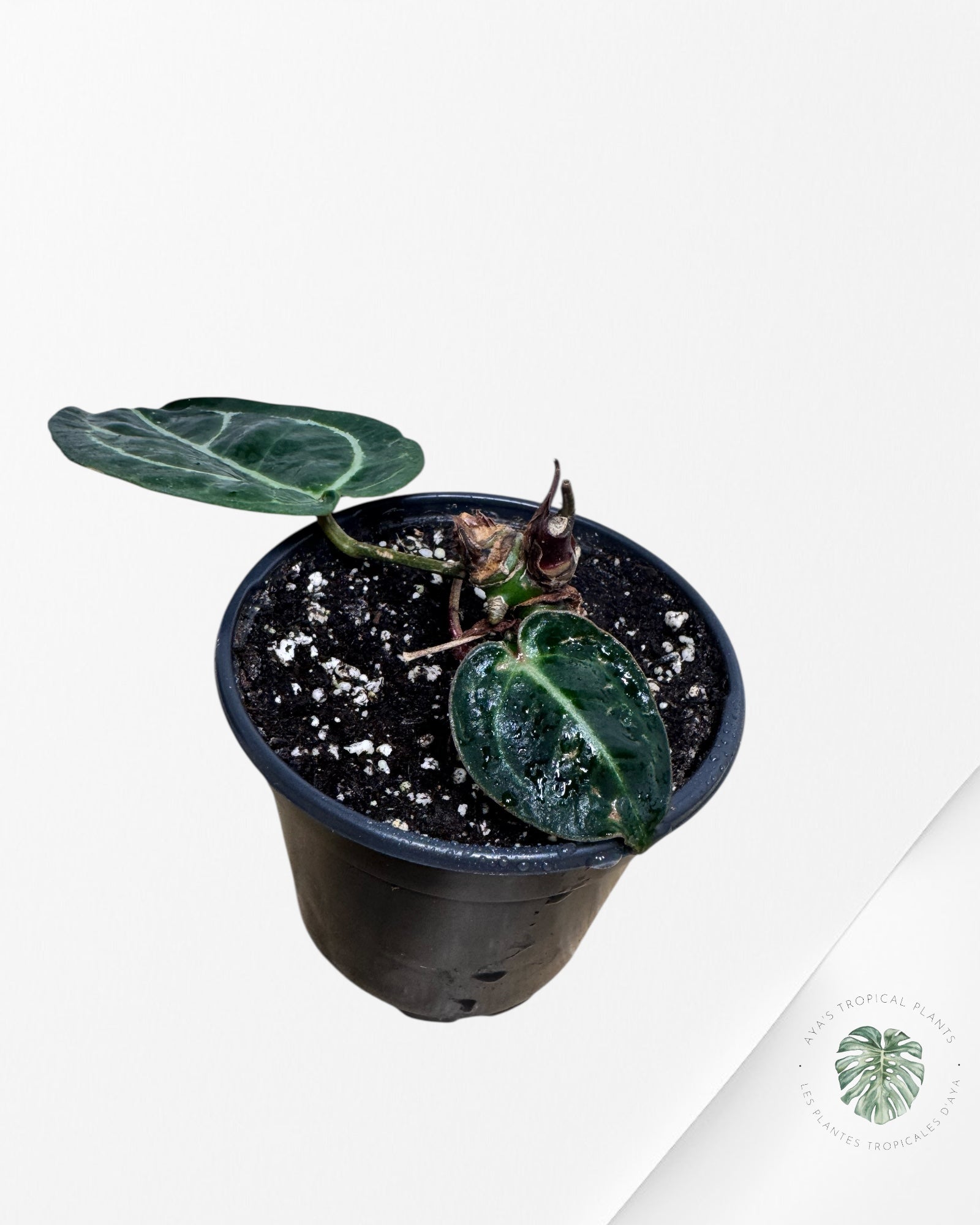 Anthurium Michelle - SA3