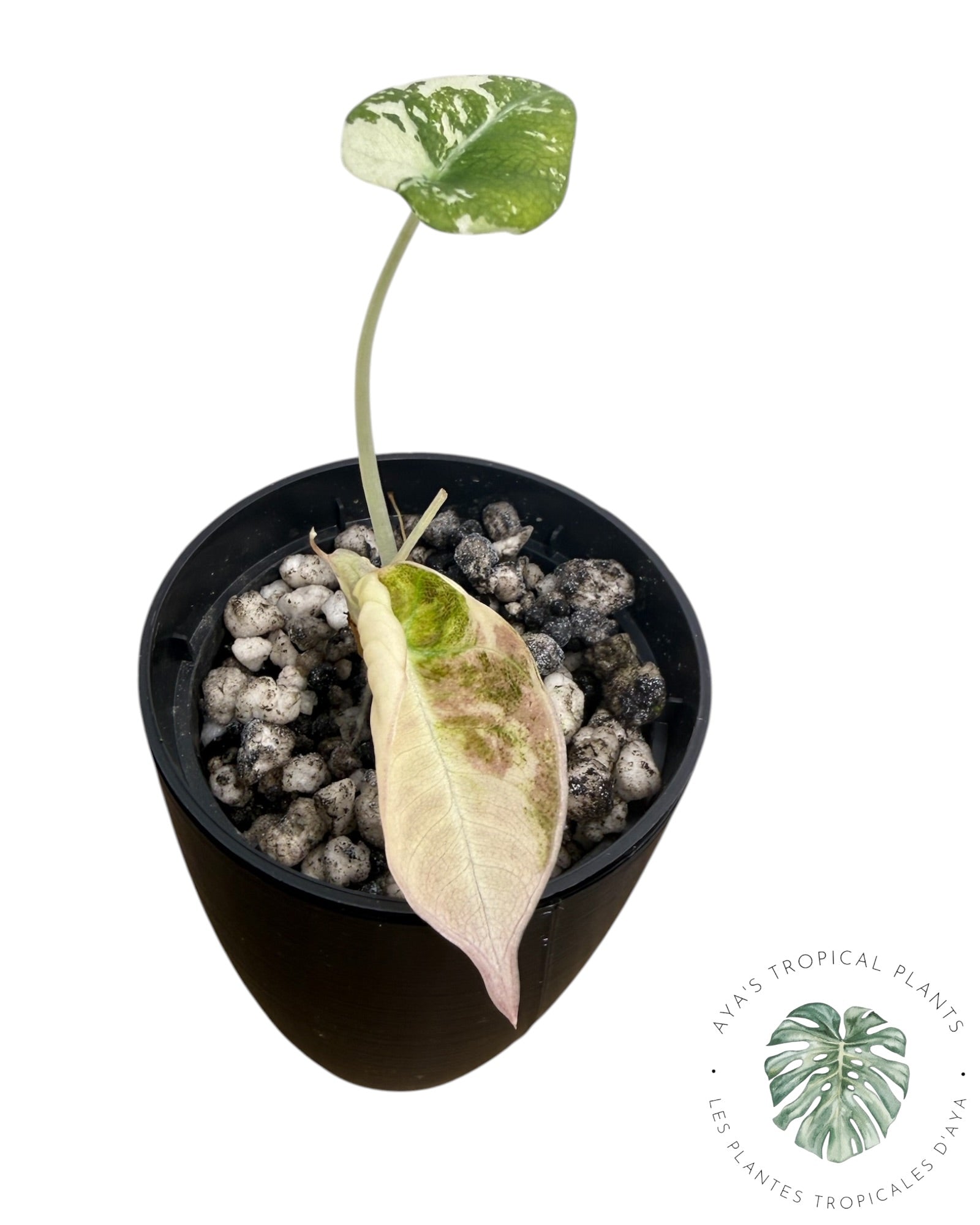 Alocasia Black Velvet Pink Variegated