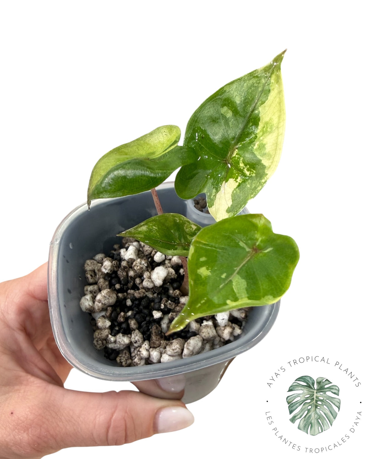 Alocasia Yucatan Princess Rose Panaché
