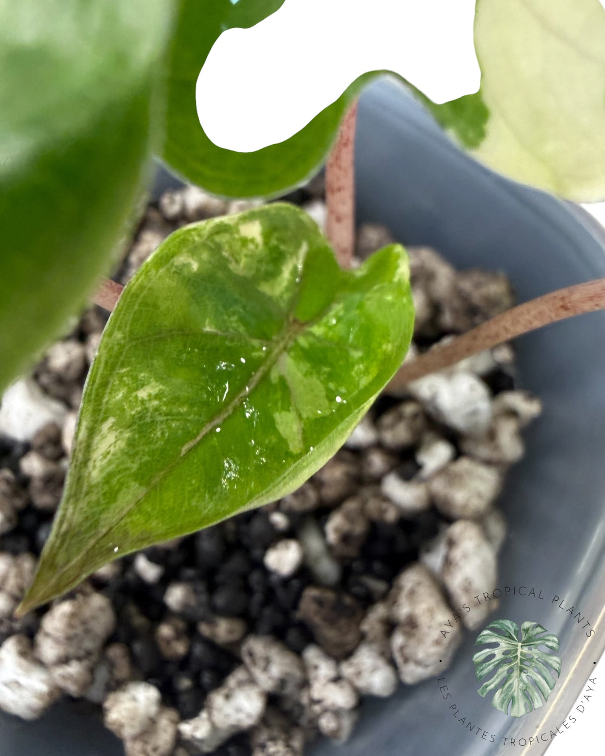 Alocasia Yucatan Princess Rose Panaché
