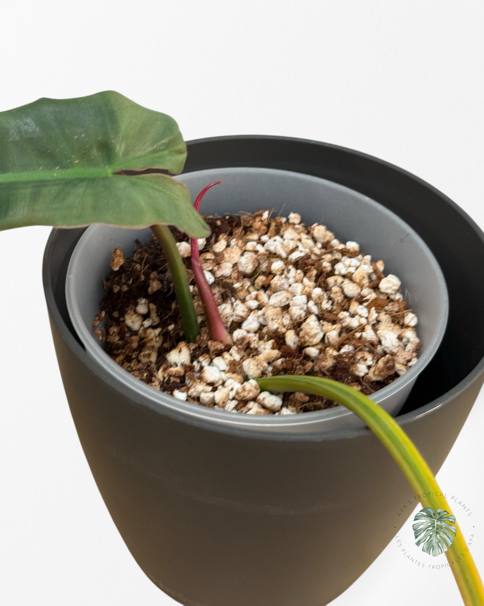 Philodendron Atabapoense Pink Variegated | Rare Aroid Plant | Aya's Tropical Plants