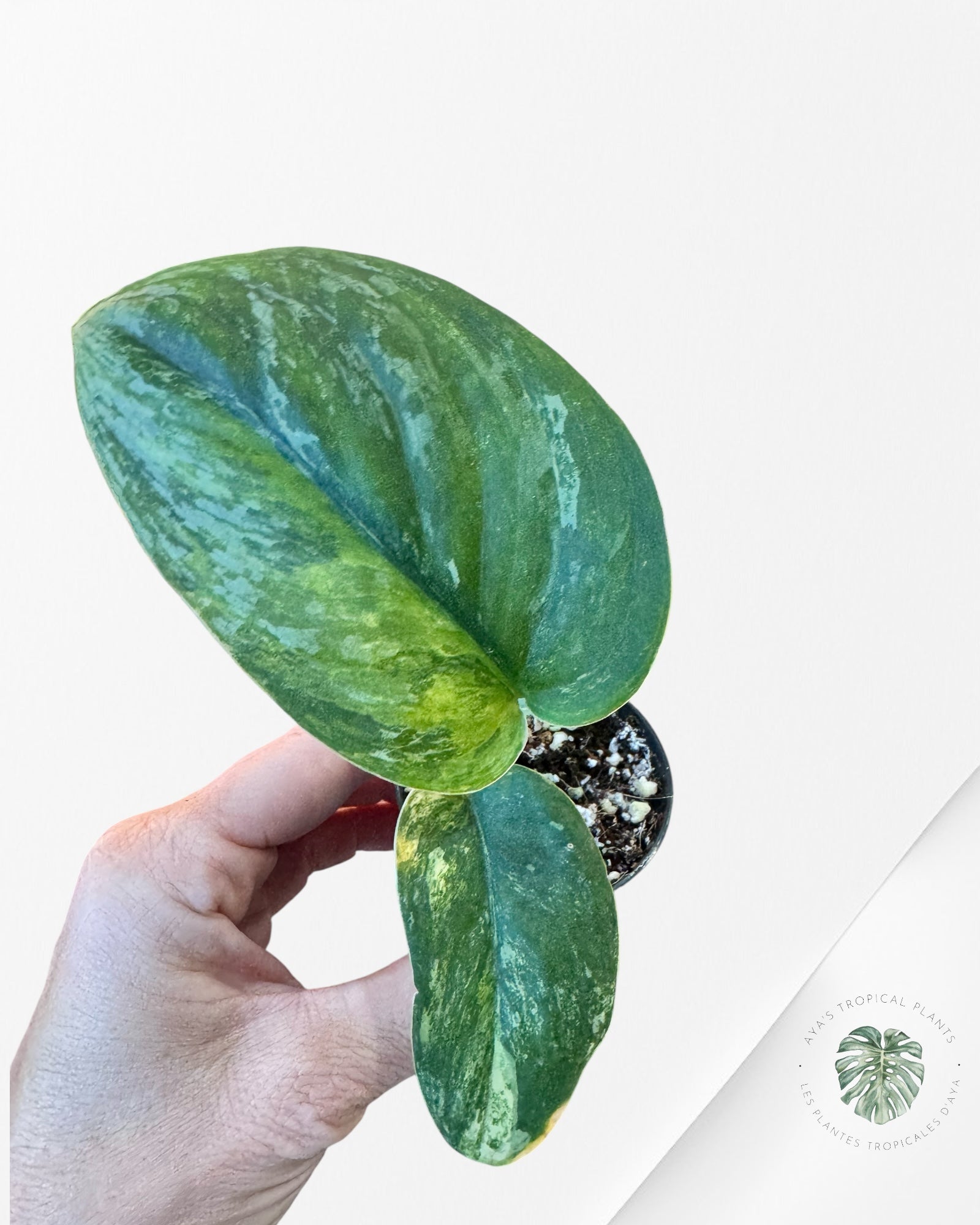 Scindapsus Radjatapura-DI6