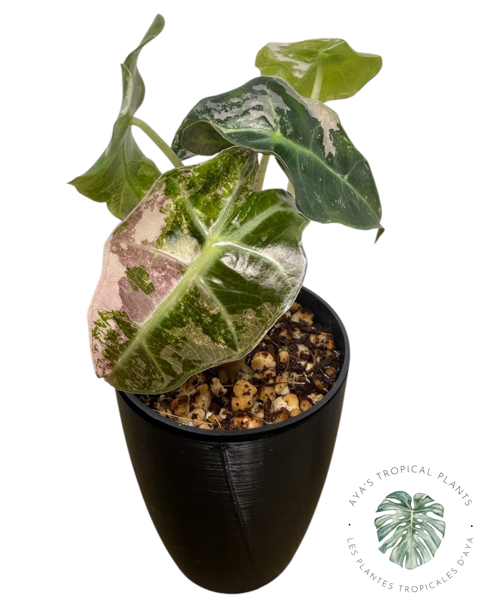 Alocasia Polly Pink Snowflake