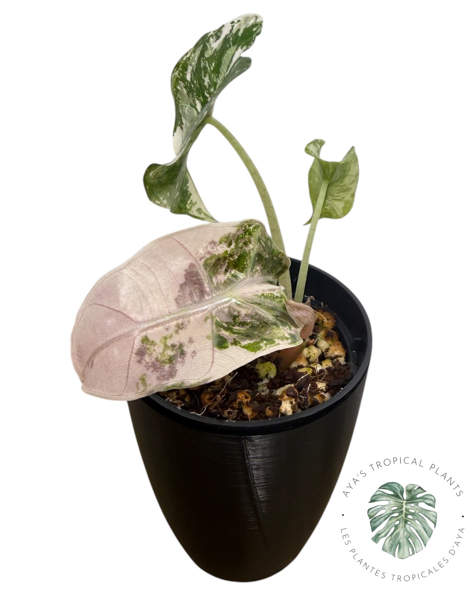 Alocasia Polly Pink Snowflake