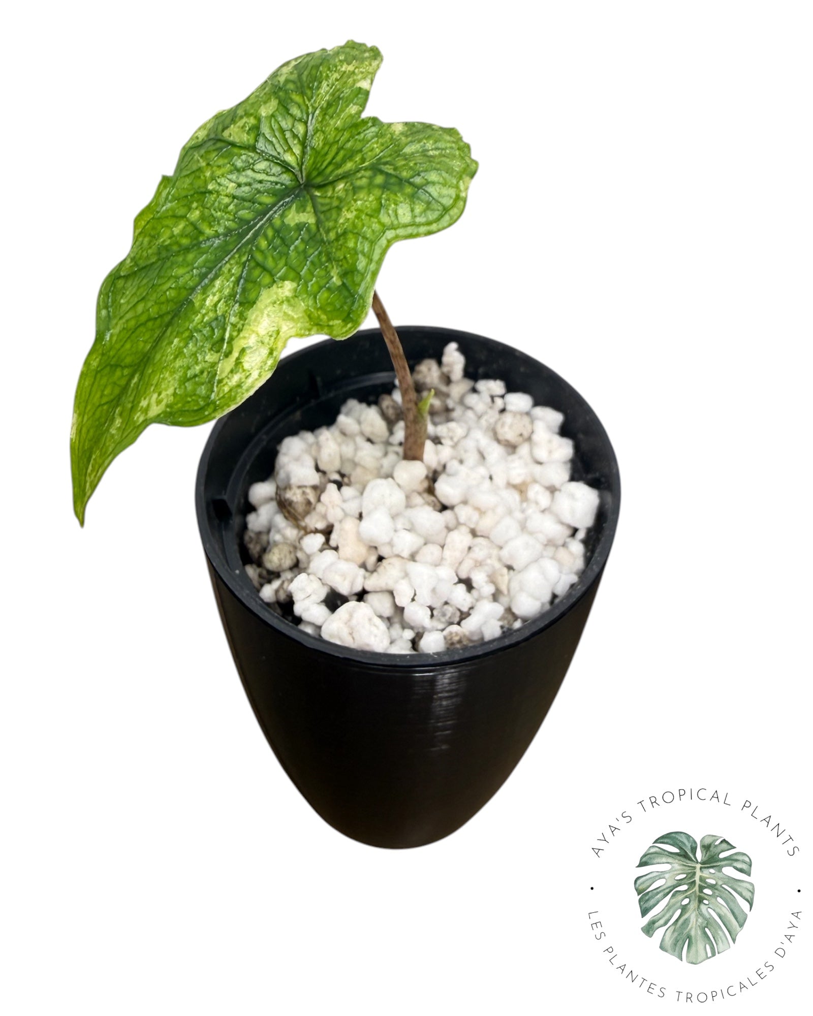Alocasia Jacklyn Variegated (Grade A)