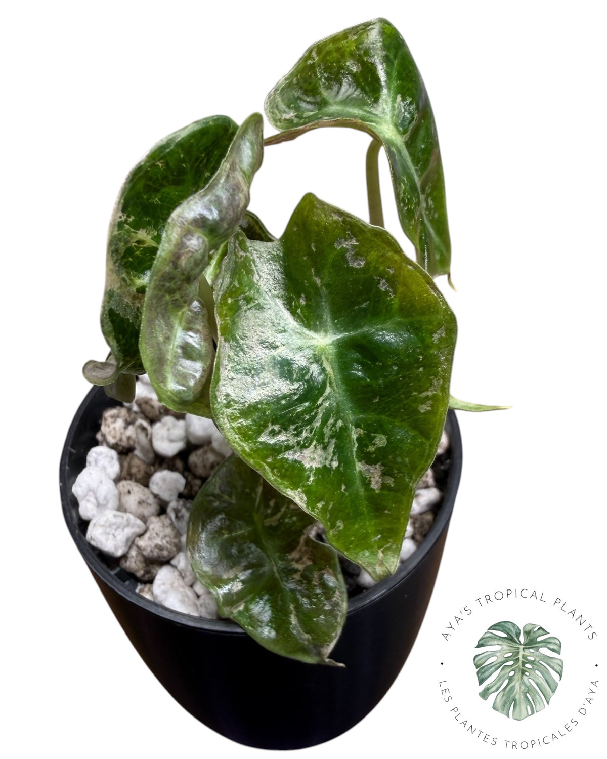 Alocasia Polly Ruby panaché cassé