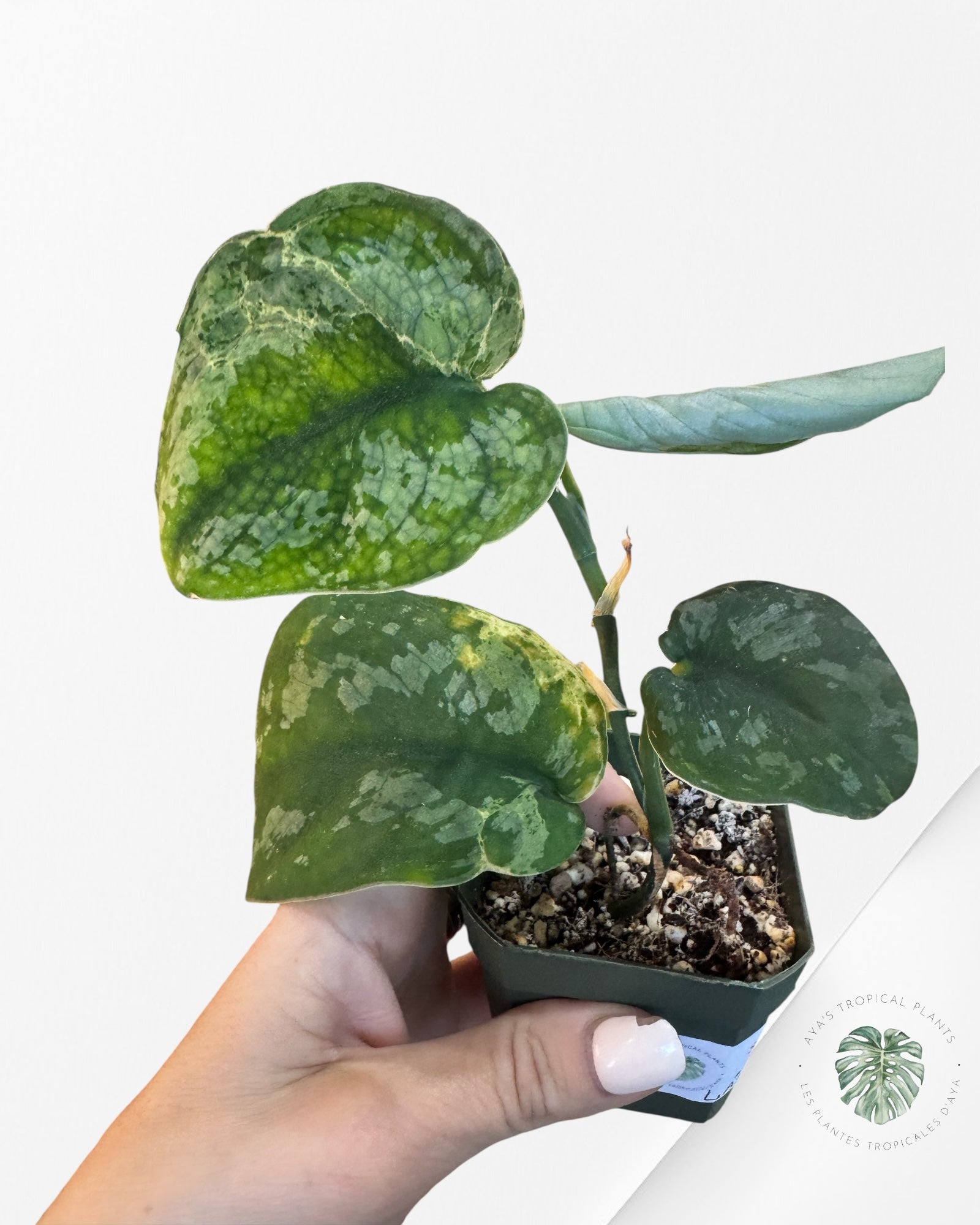 Scindapsus Exotica Mejile - LA3