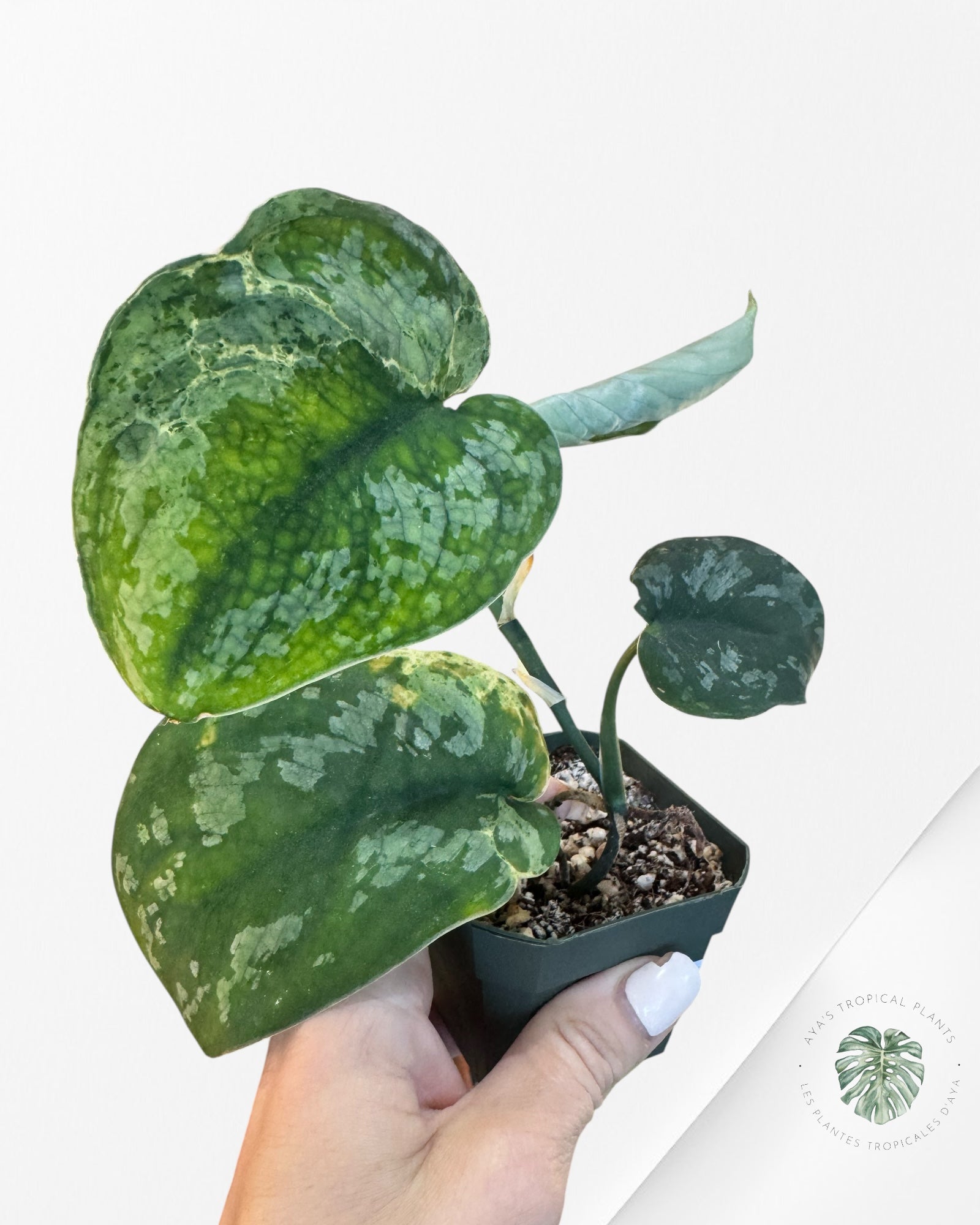 Scindapsus Exotica Mejile - LA3