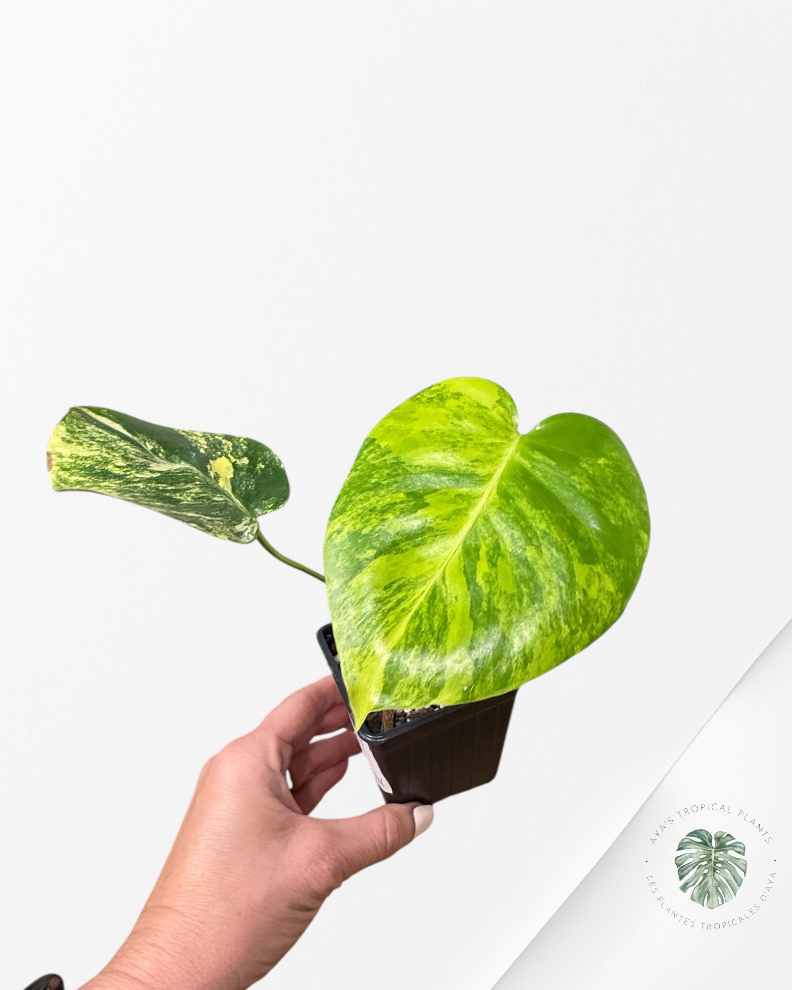 Monstera Deliciosa Yellow 'Marilyn' variegated
