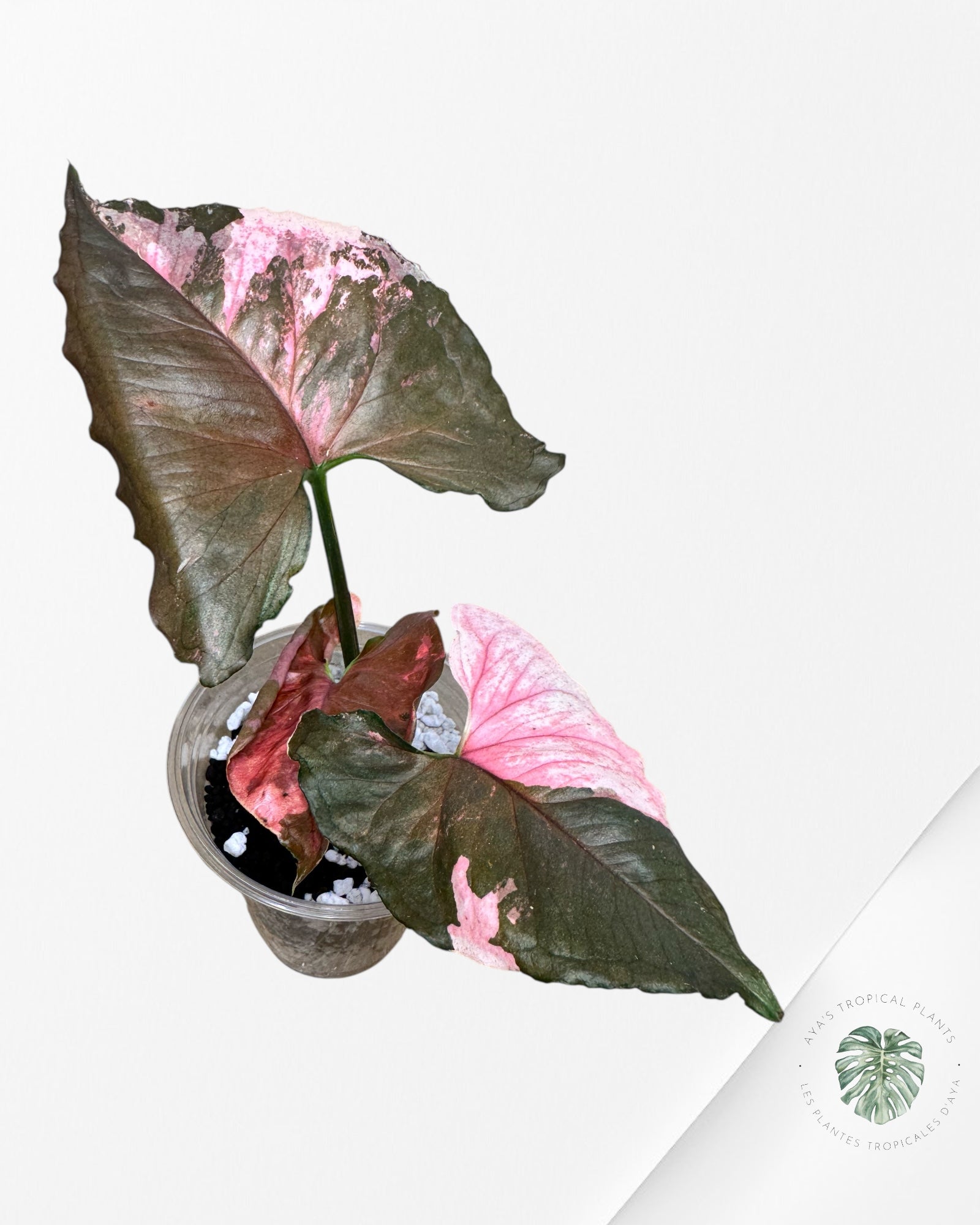 Syngonium Fraise Glacée Galaxy-1