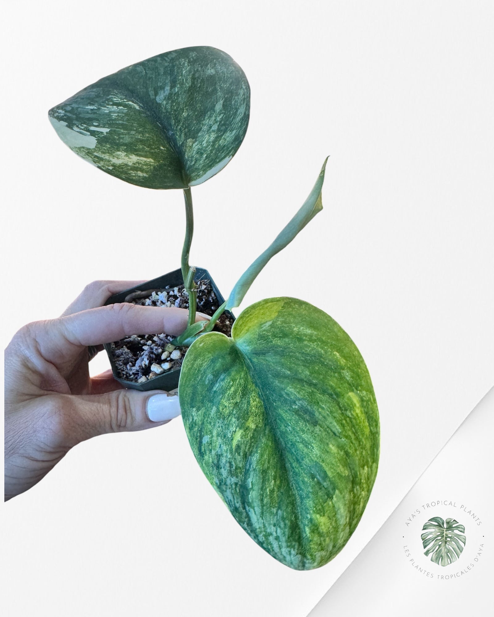 Scindapsus Radjatapura - P33