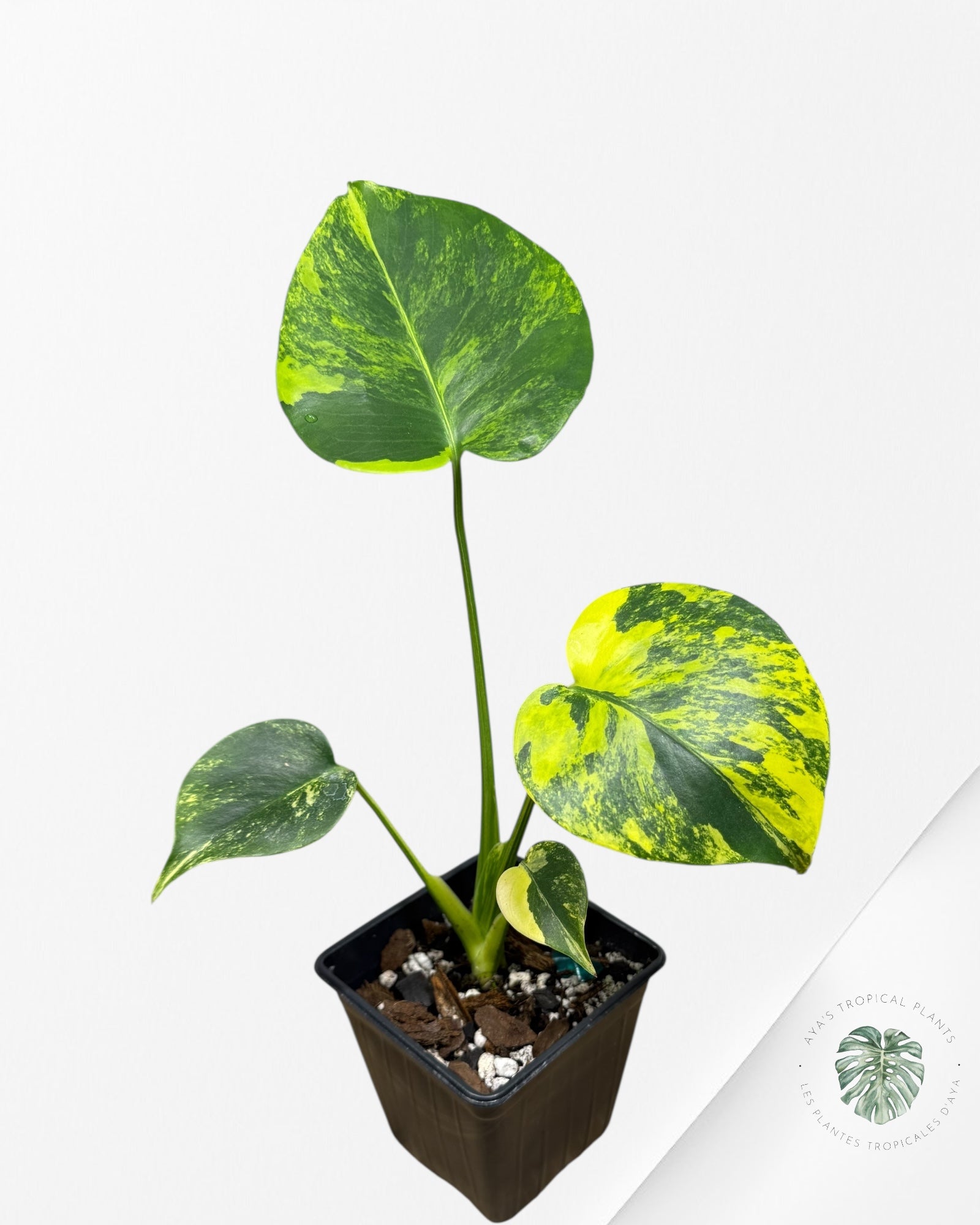 Monstera Deliciosa Yellow 'Marilyn' variegated - 4