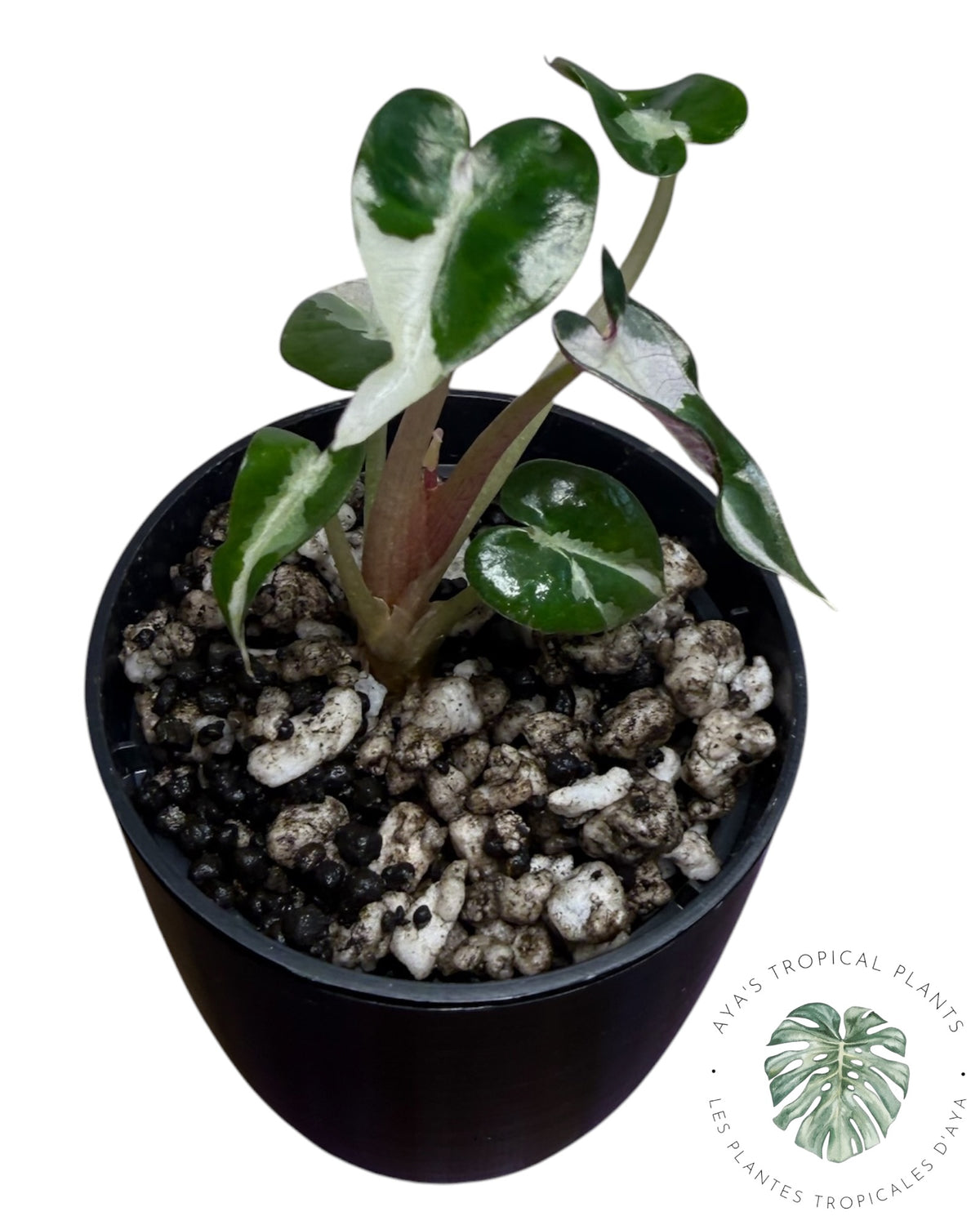Alocasia Bambino Lava Variegated