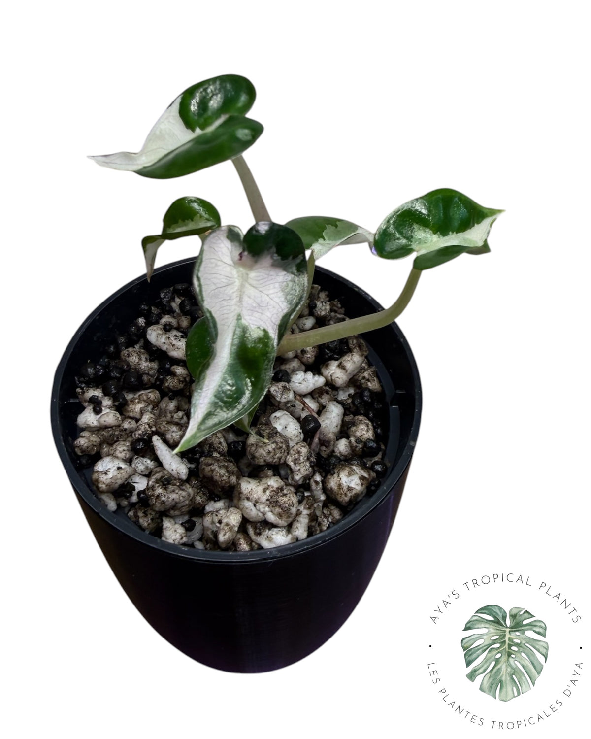 Alocasia Bambino Lava Variegated