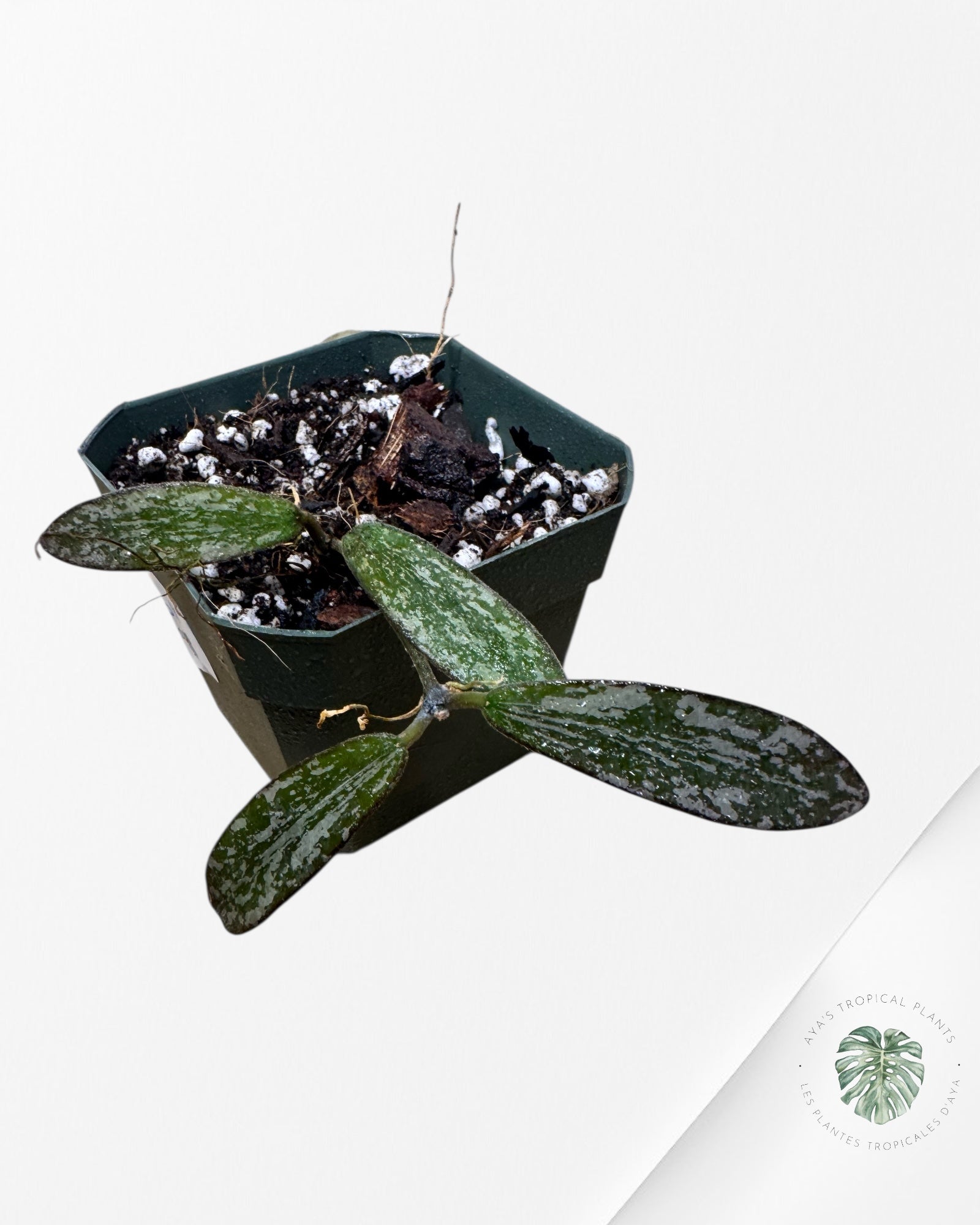 Hoya Sigillatis-1