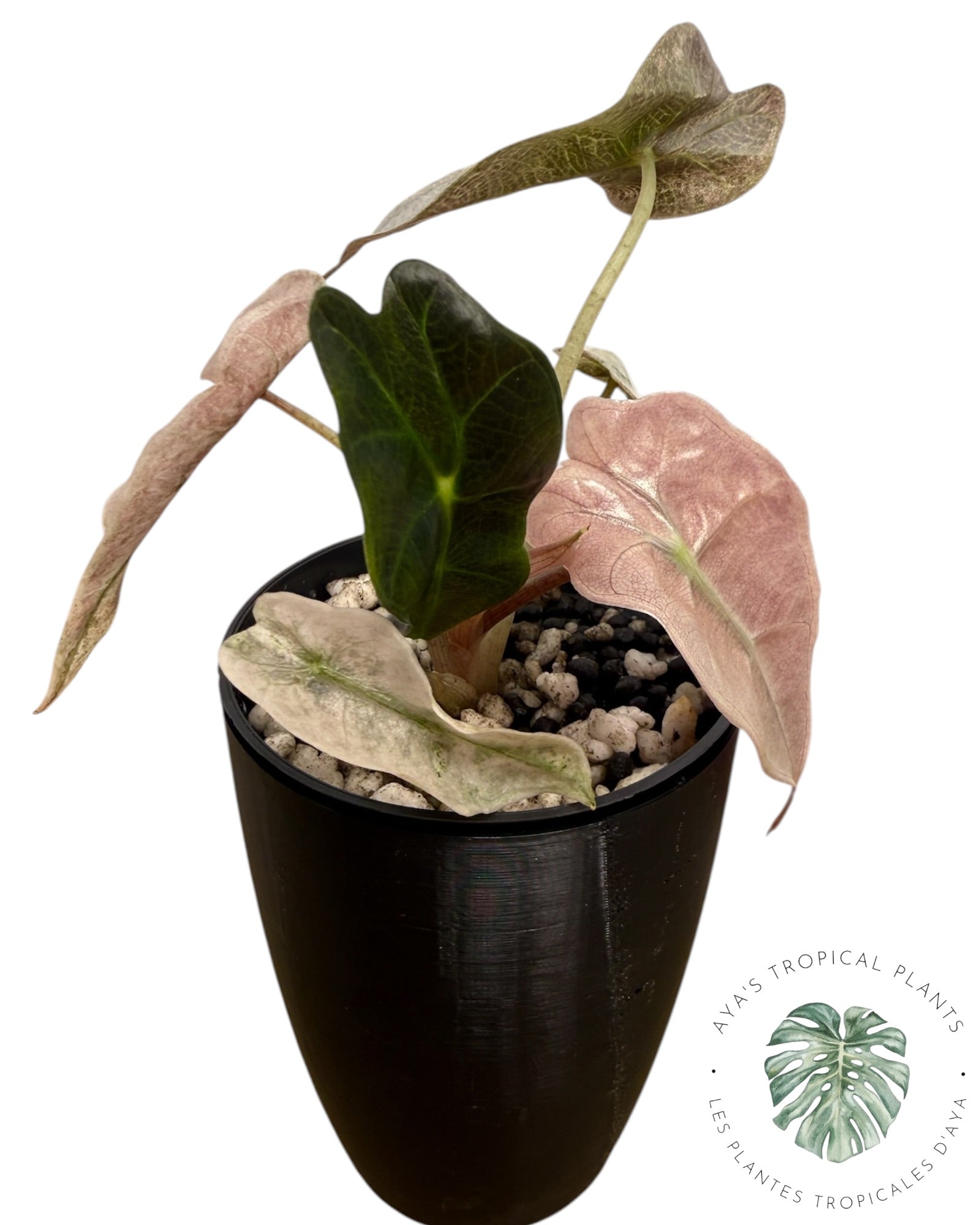 Alocasia polly pink mutation