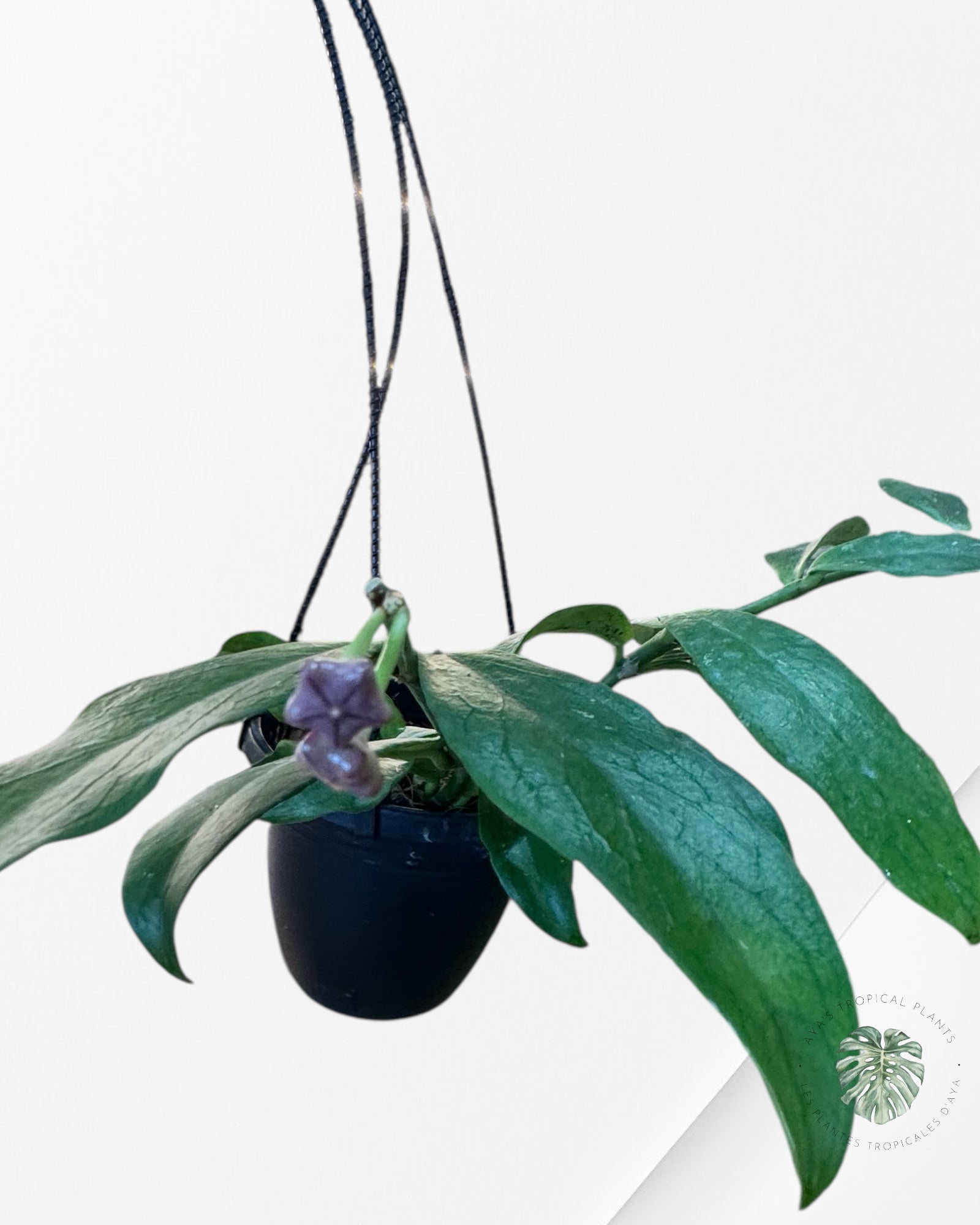 Hoya Lobbi (Black) - F1