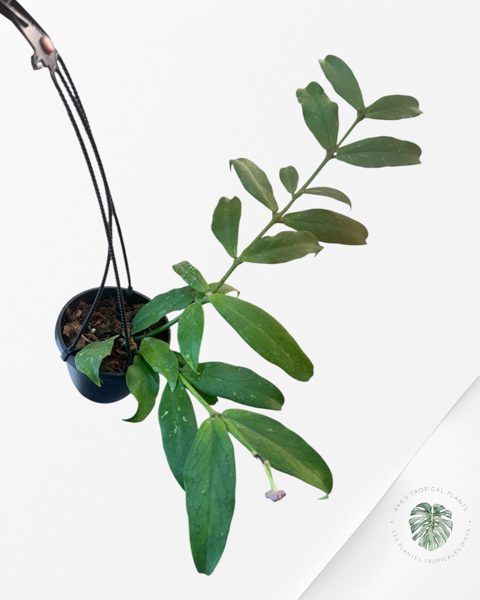 Hoya Lobbi (Black) - F1