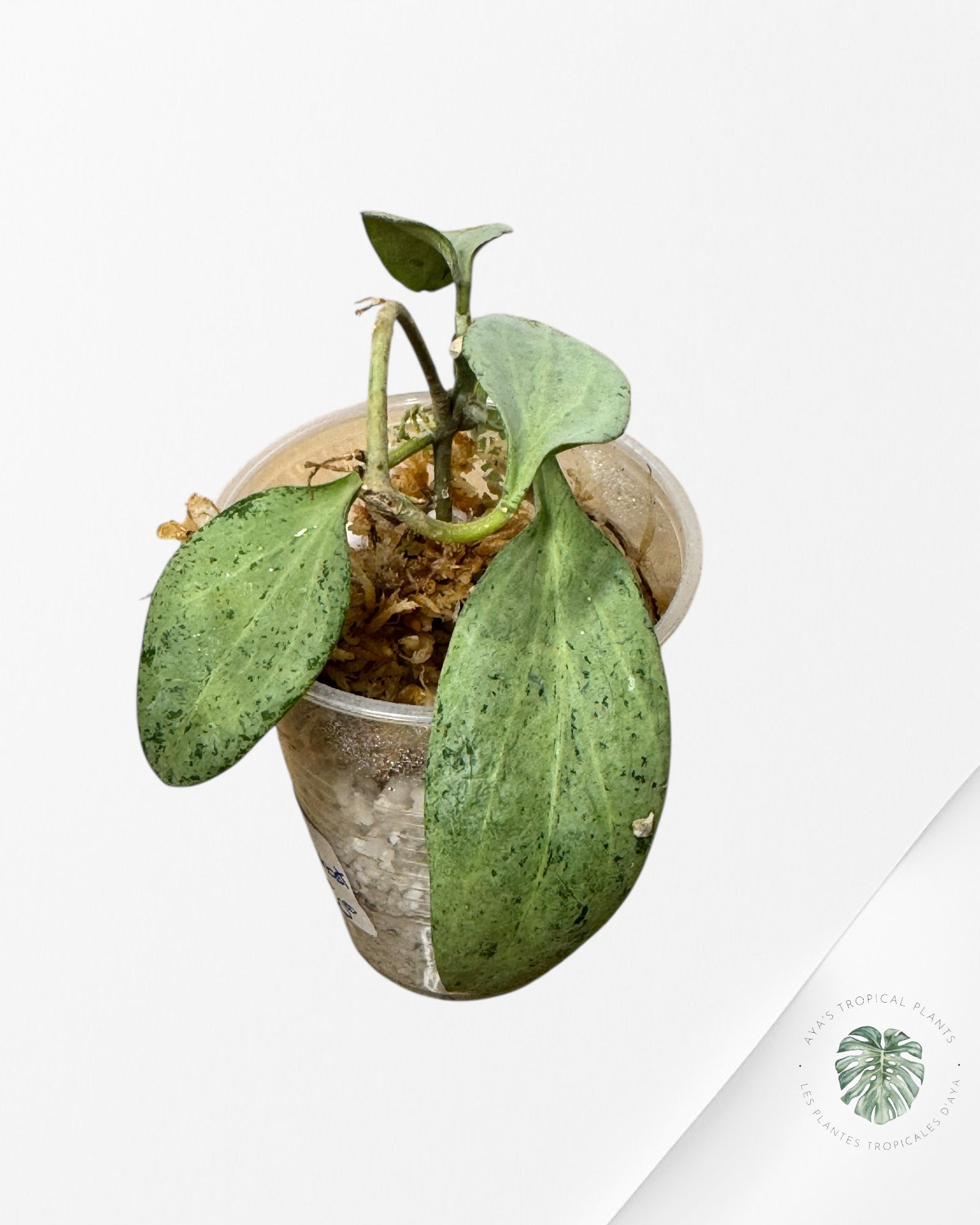 Hoya New Guinea Ghost- 1