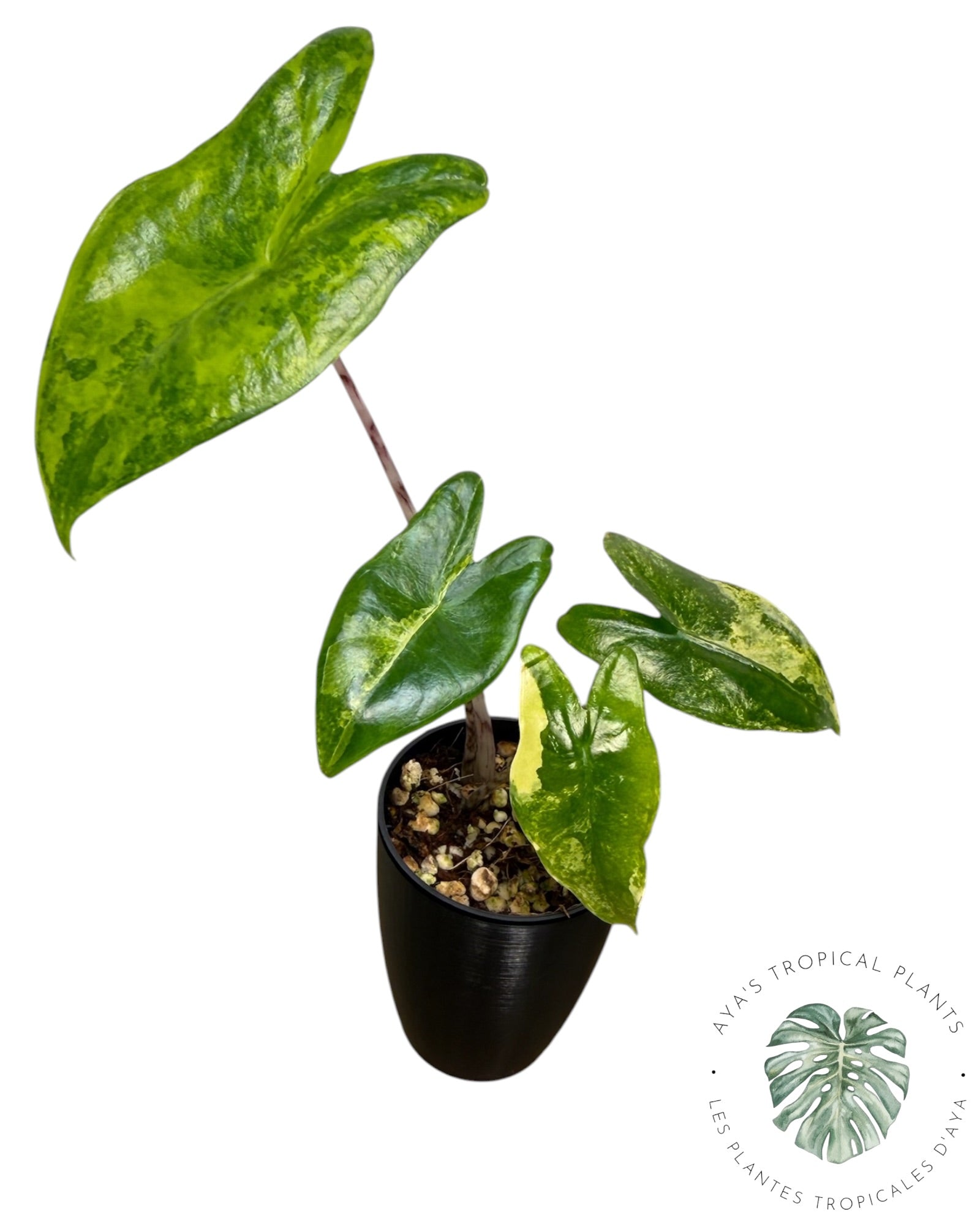 Alocasia Zebrina Aurea
