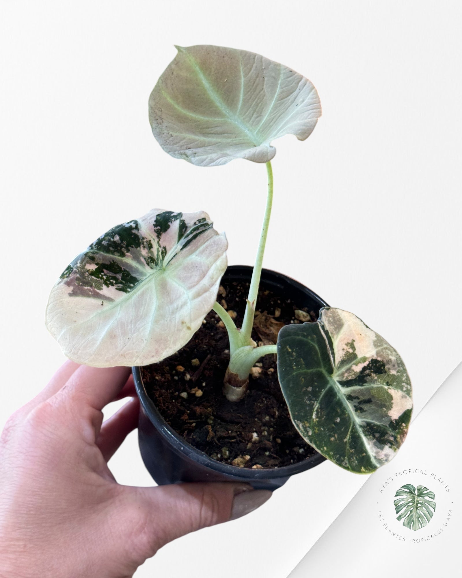 Alocasia Black Velvet Pink-G