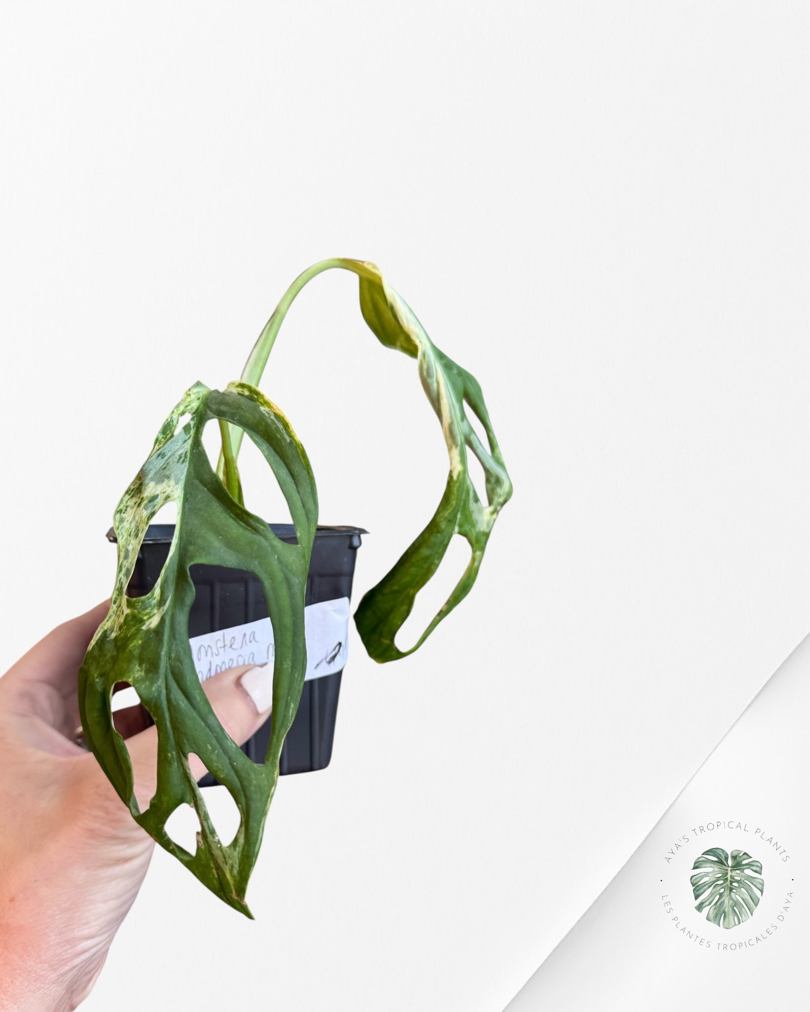 Monstera Adansonii Indonesia Mint - A