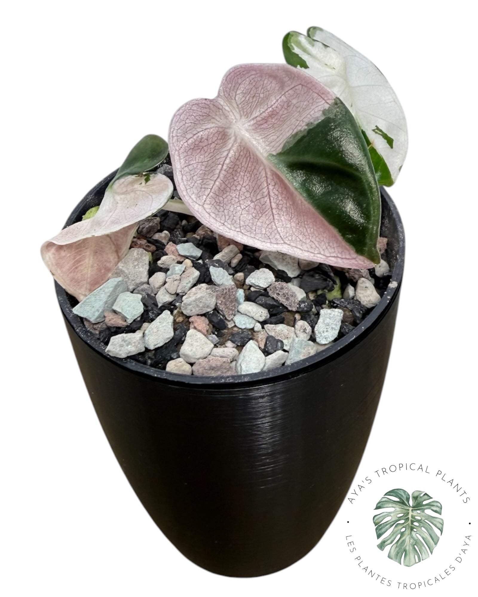 Alocasia Heart Balloon Pink variegated