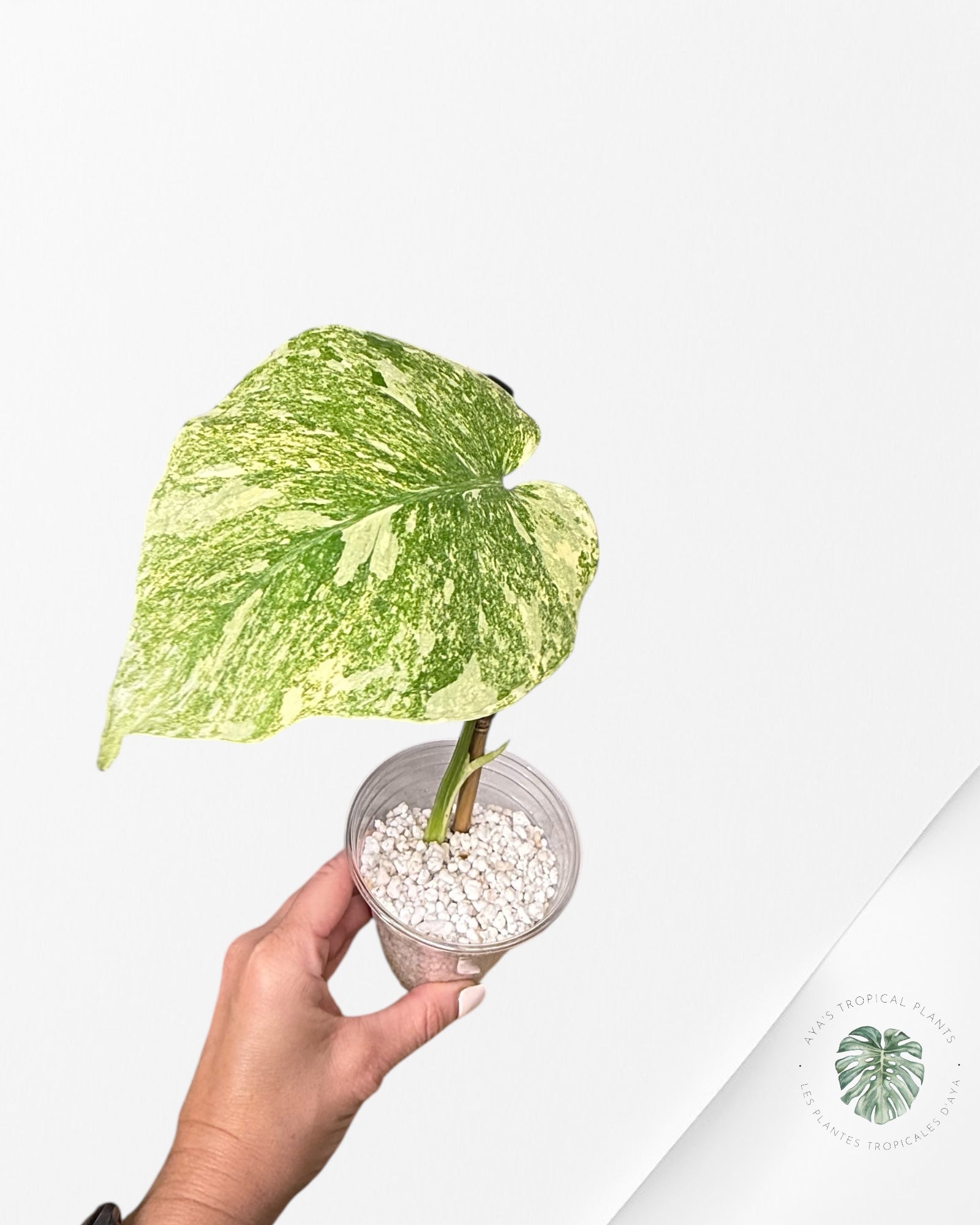 Monstera Legacy - 03