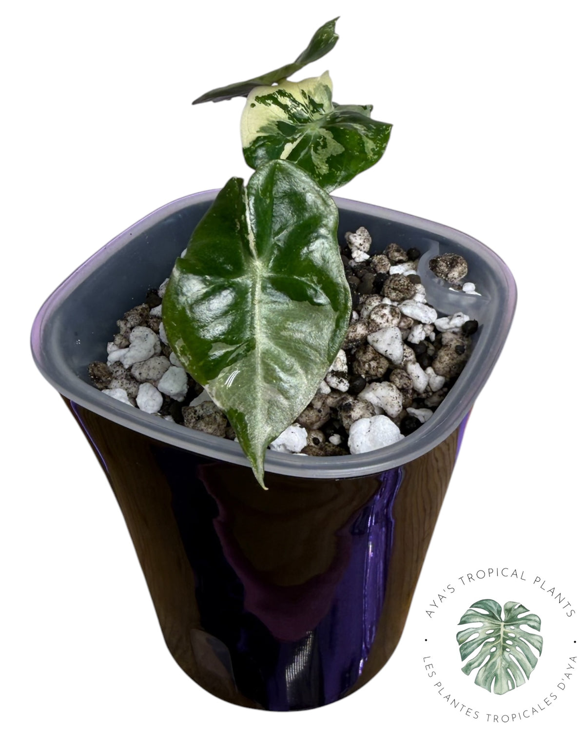 Alocasia Mandalay Pink Variegated