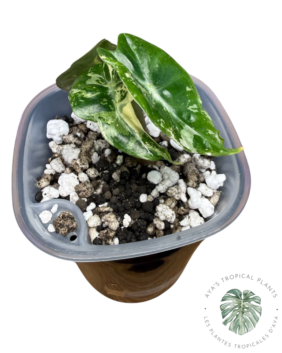 Alocasia Mandalay Pink Variegated