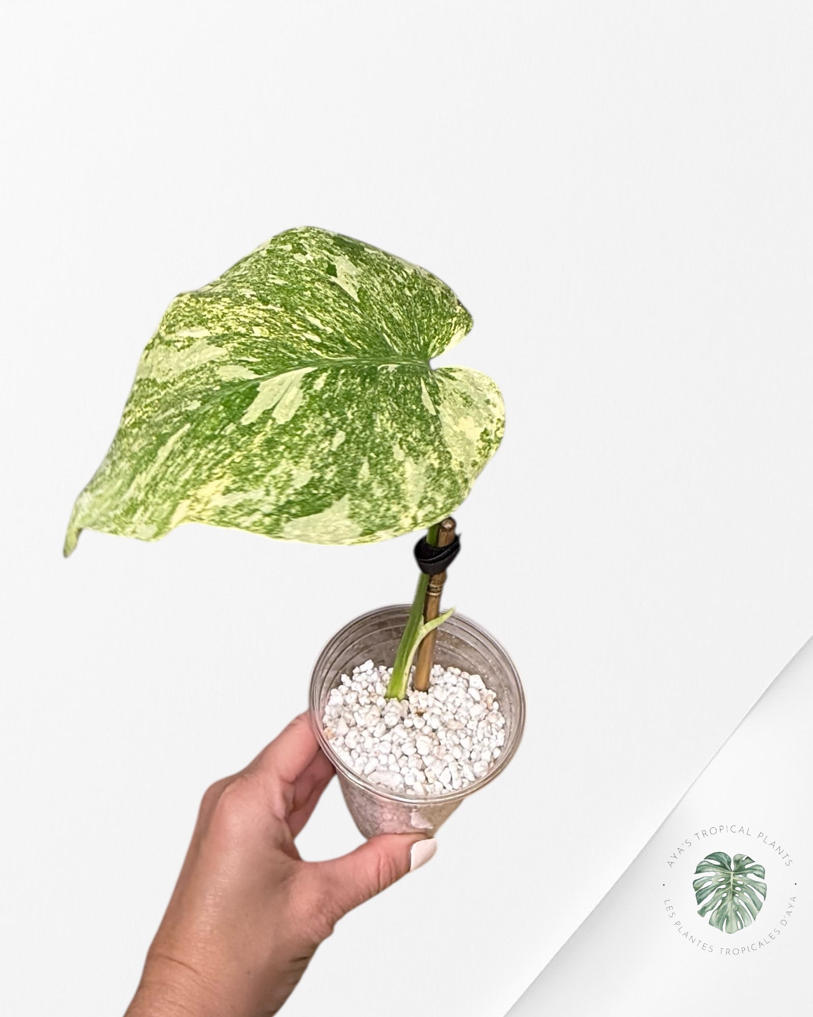 Monstera Legacy - 03