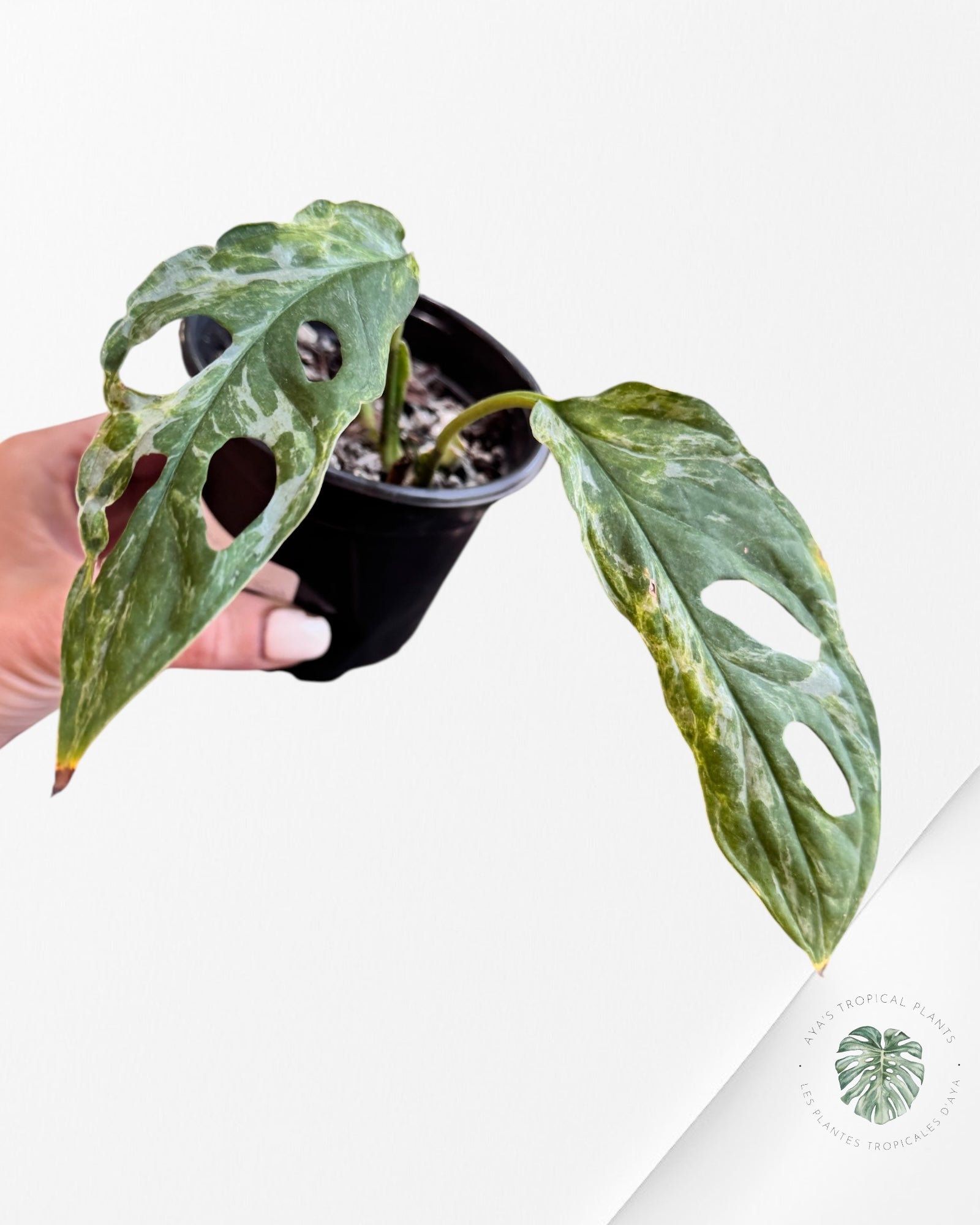 Monstera Adansonii Indonesia Mint - 01