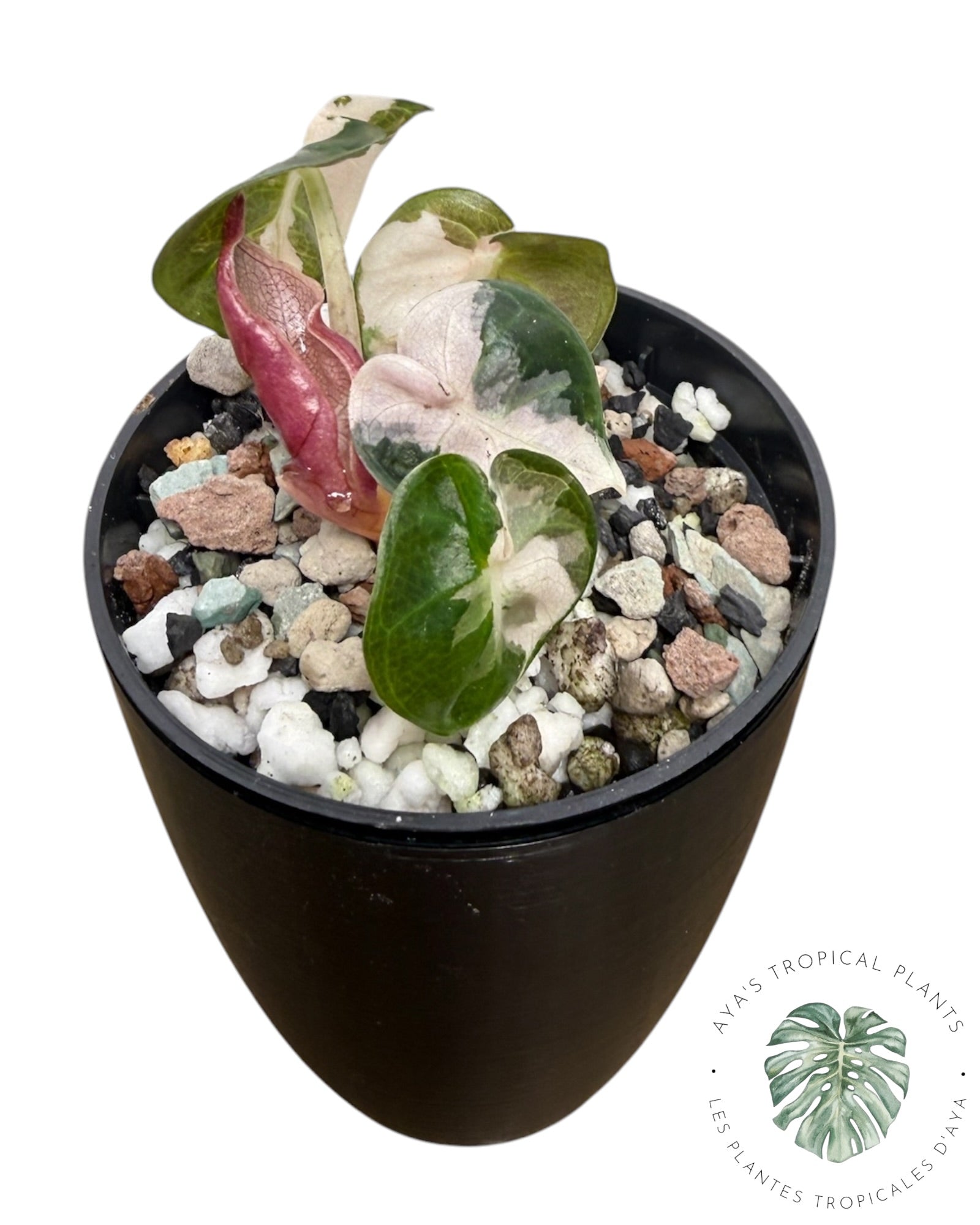 Alocasia Heart Balloon Pink variegated