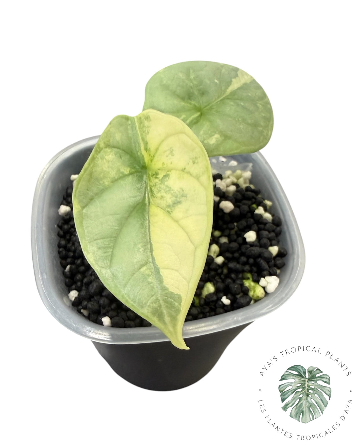 Alocasia Dragon Scale Albo