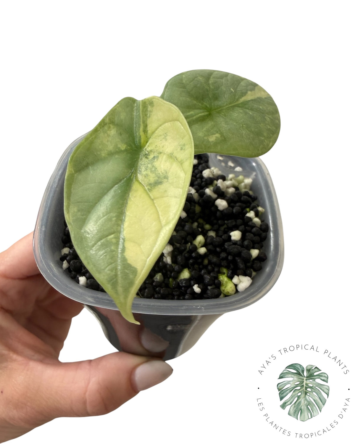 Alocasia Dragon Scale Albo