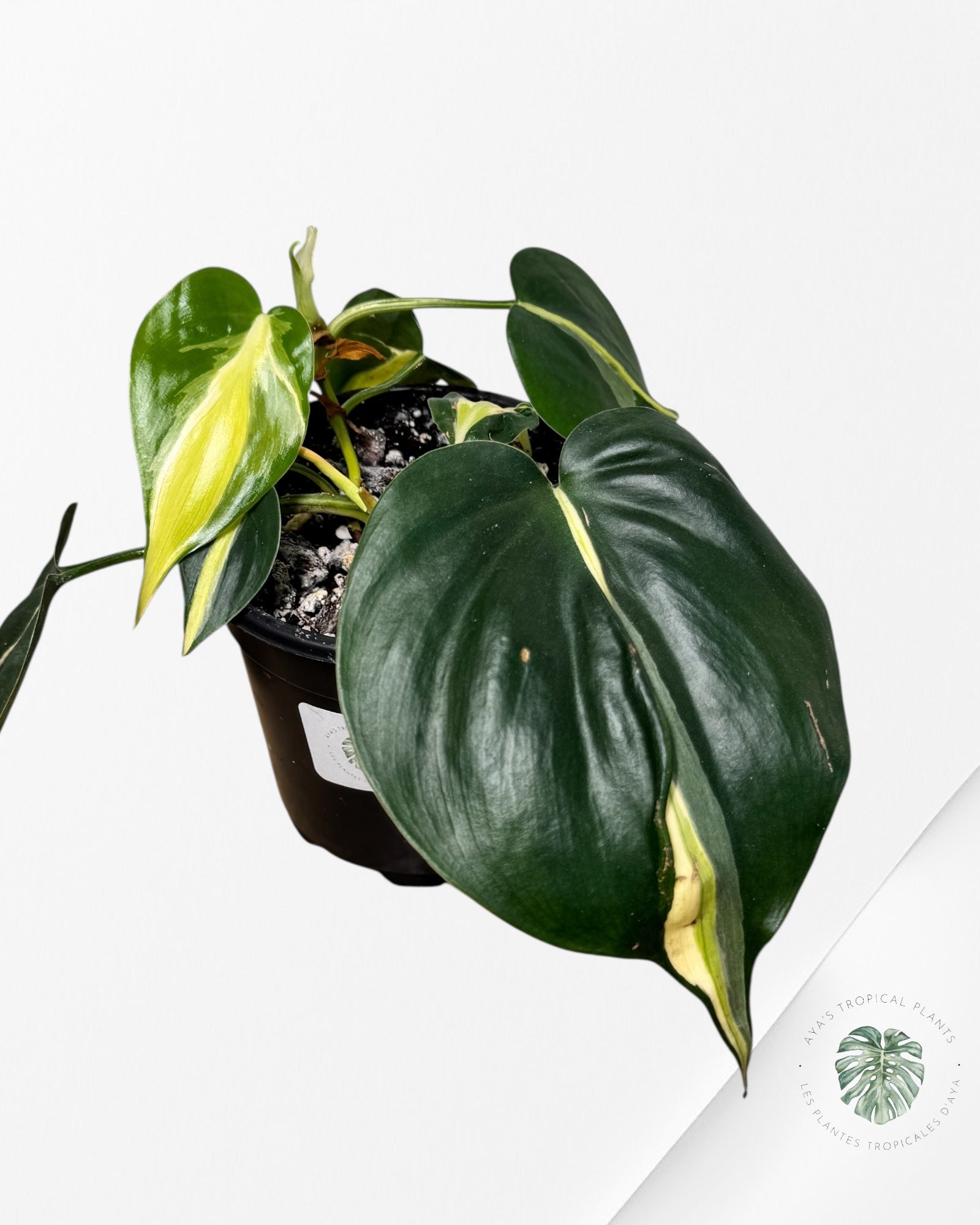 Philodendron Silver Stripes -F