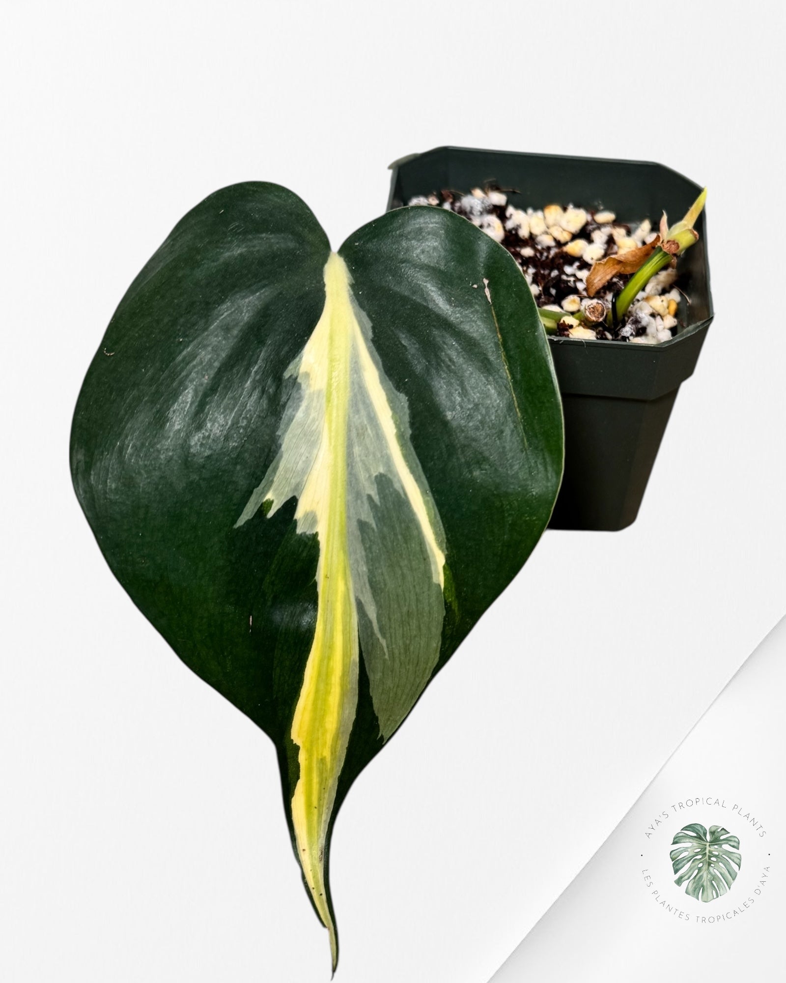 Philodendron Silver Stripes -E