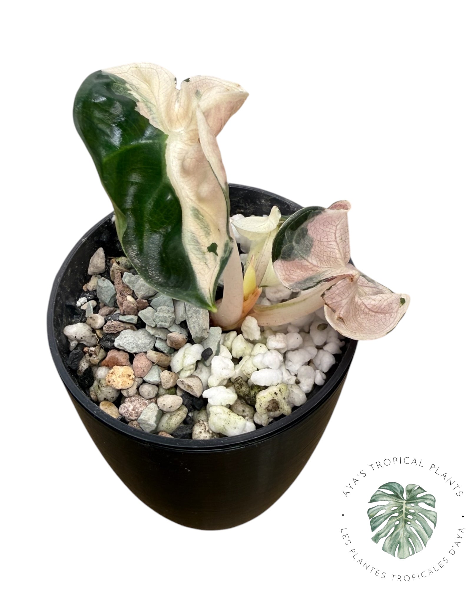 Alocasia Heart Balloon rose panaché