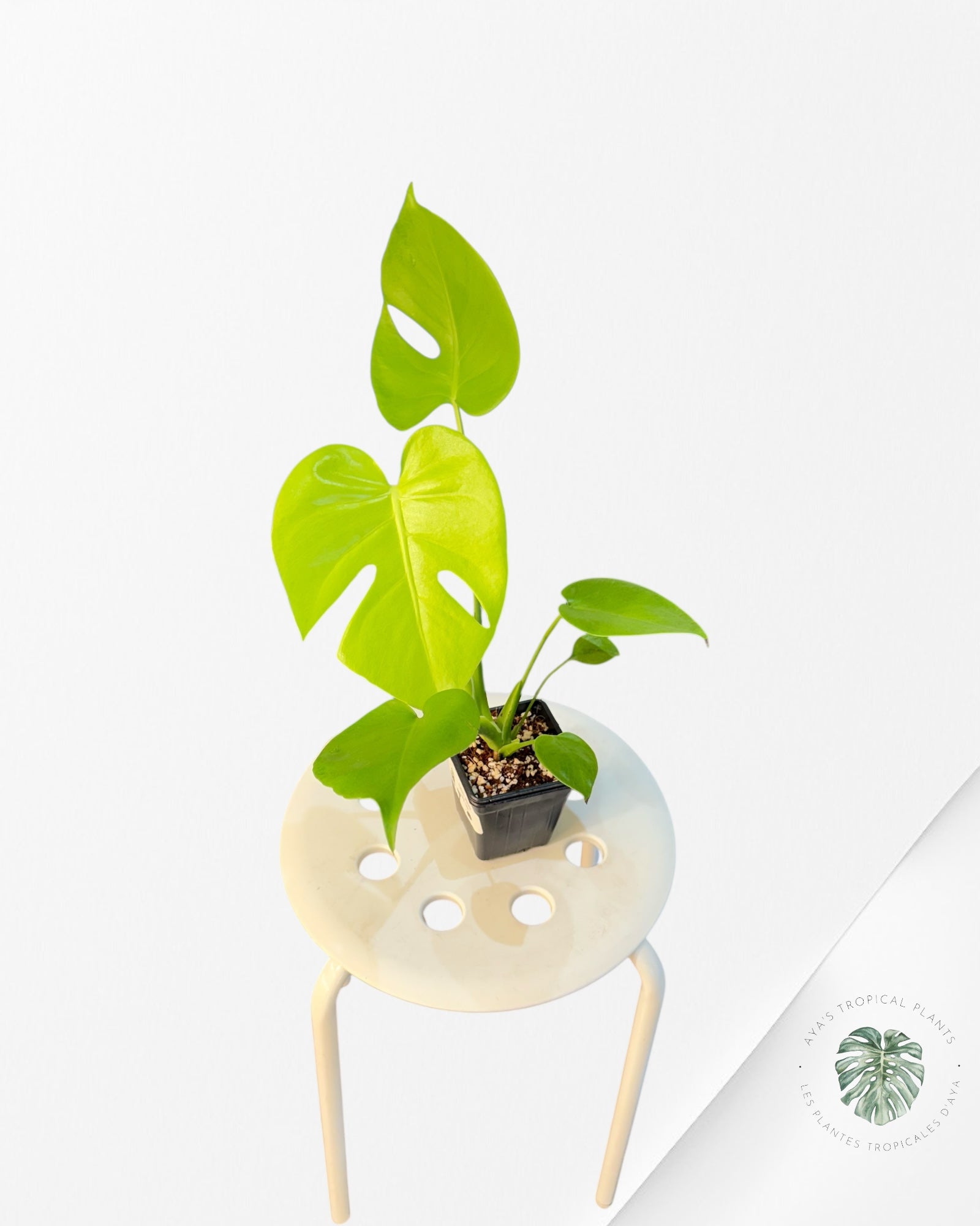 Monstera deliciosa 'Lemon Lime' -T