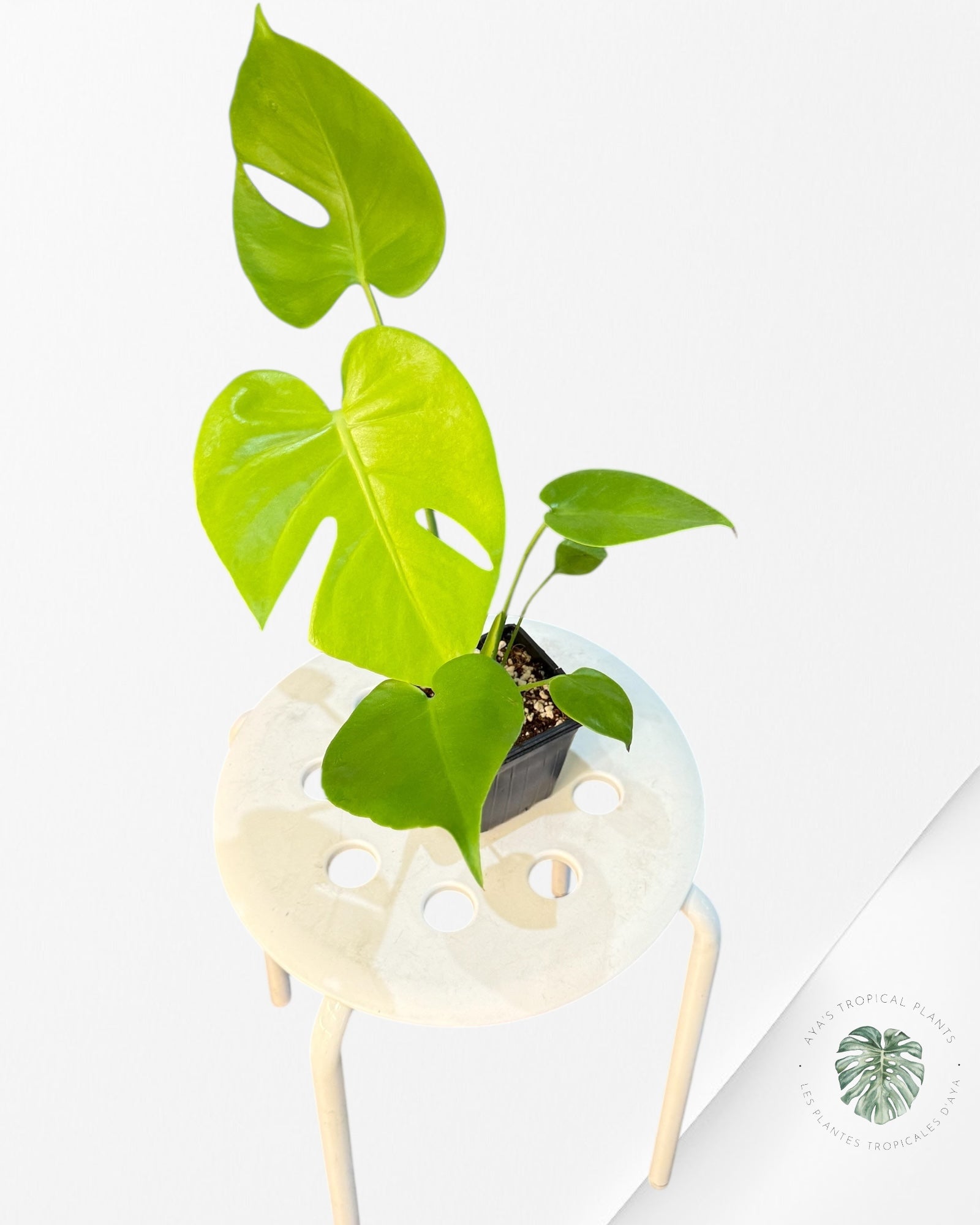 Monstera deliciosa 'Lemon Lime' -T