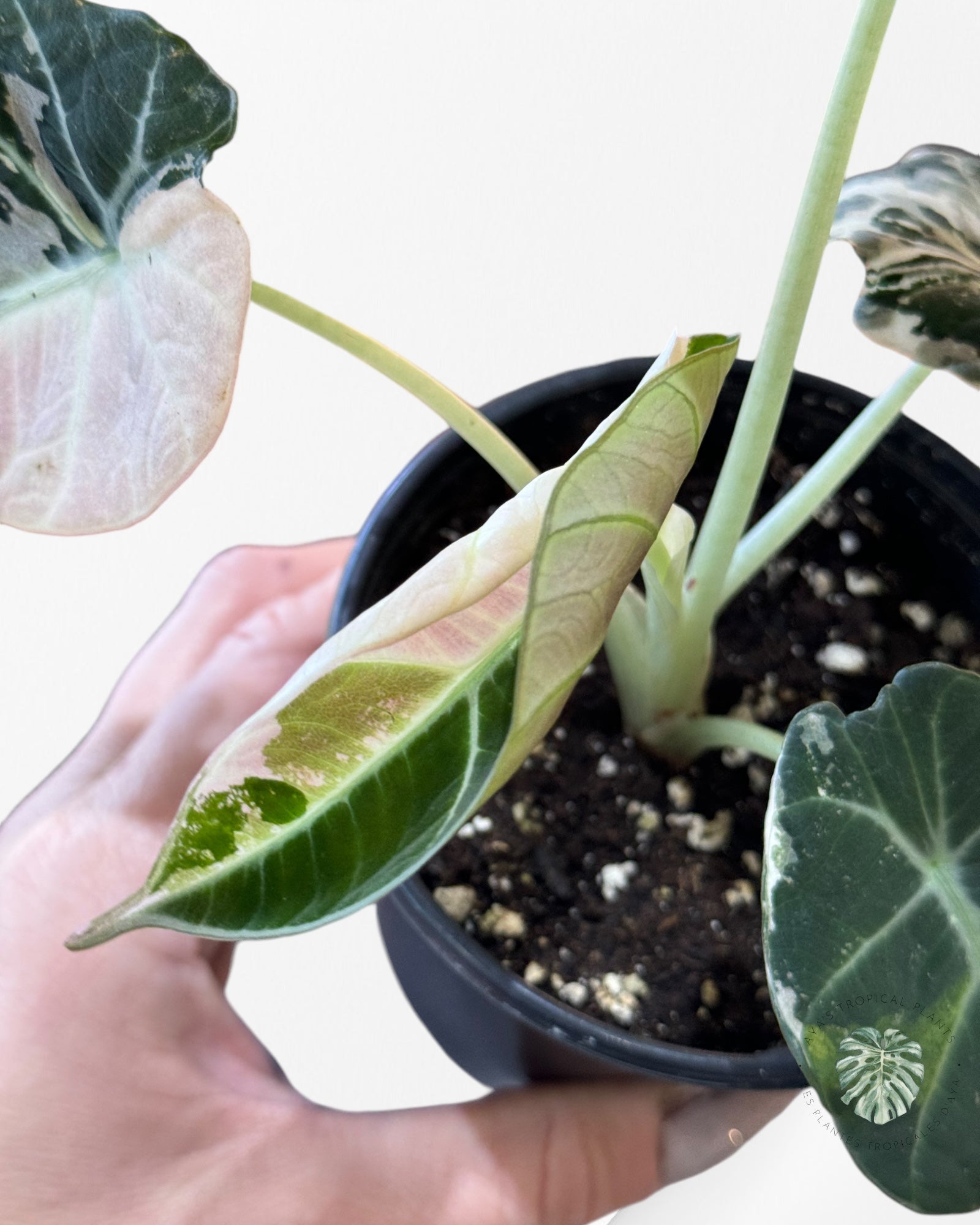 Alocasia Black Velvet Pink-GG