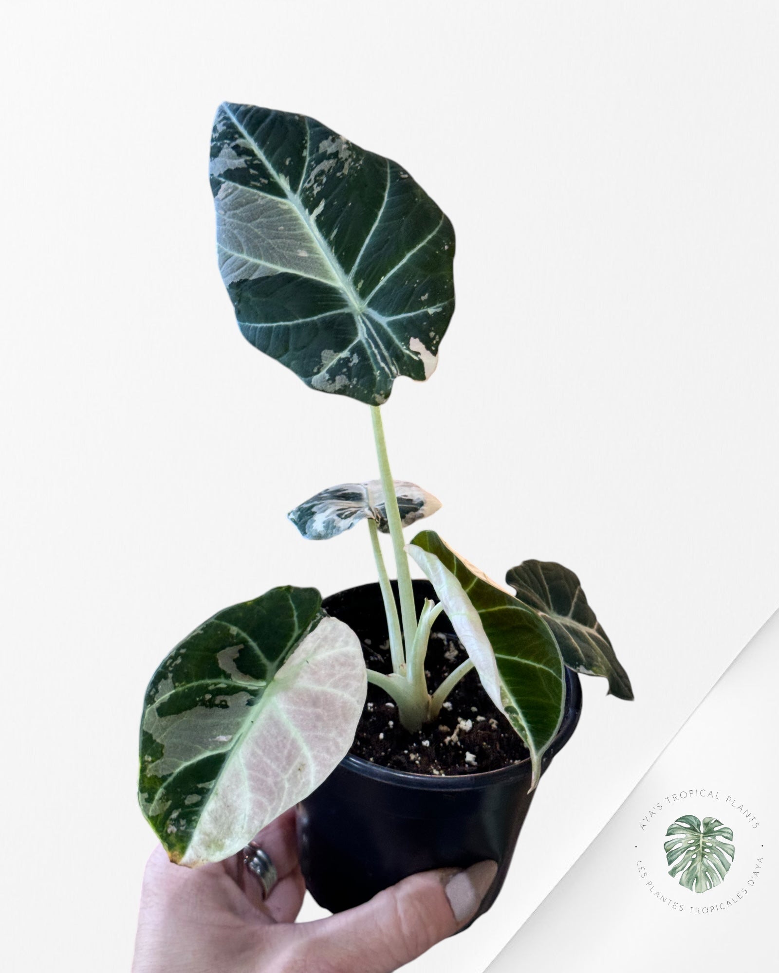 Alocasia Black Velvet Pink-GG