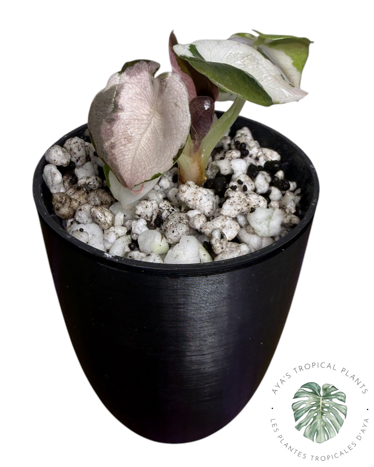 Alocasia Cuprea Pink Albo Variegated