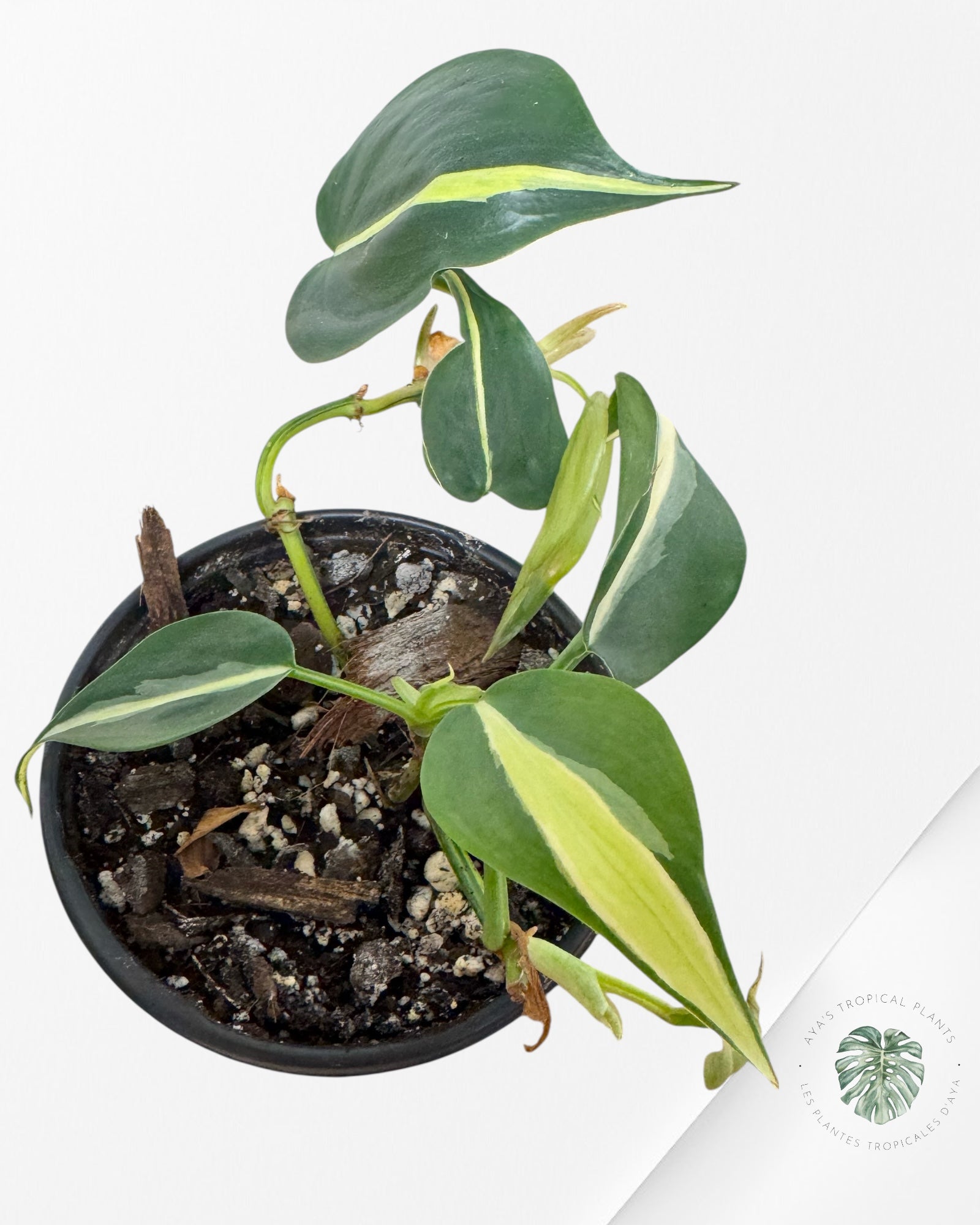 Philodendron Silver Stripes -K