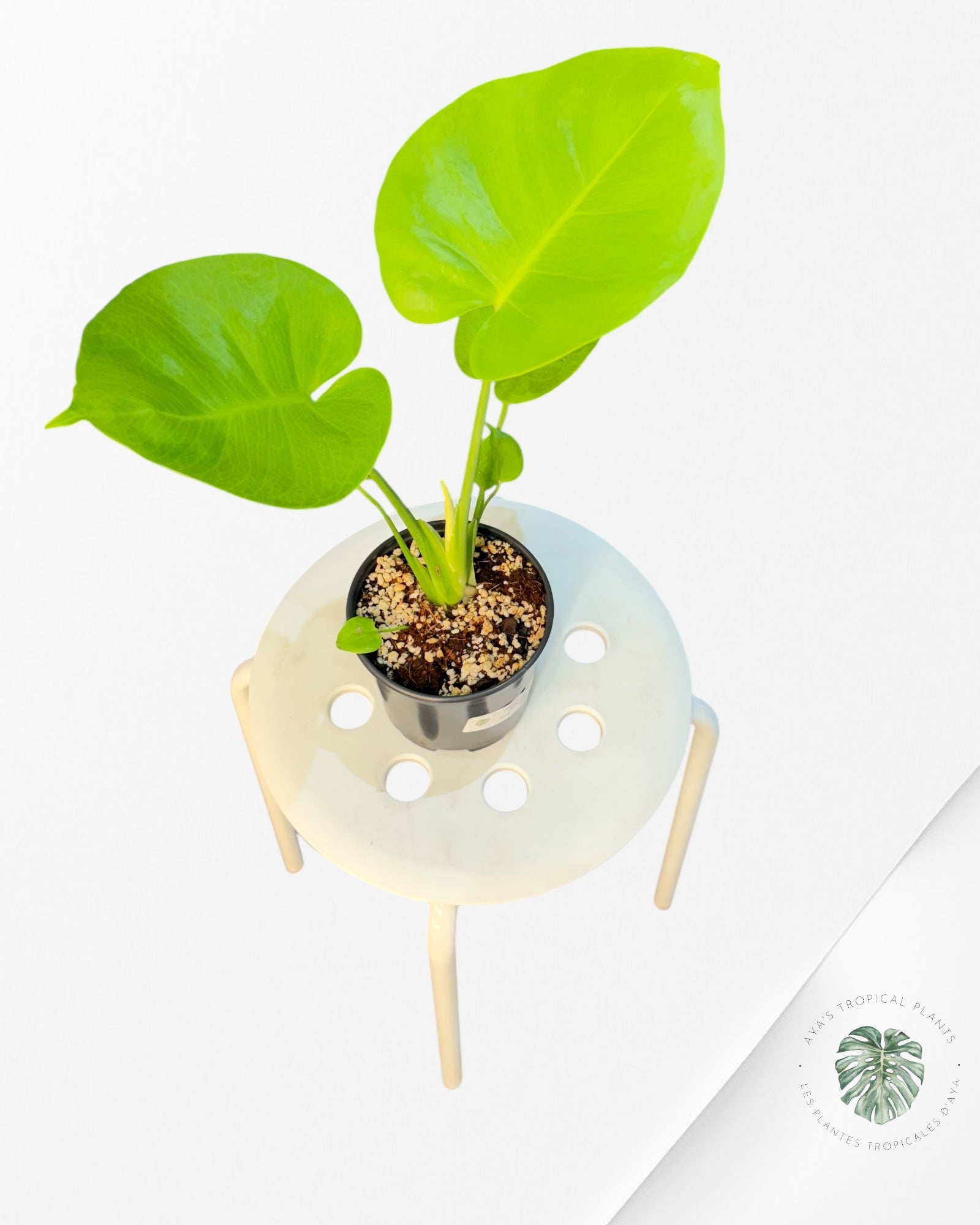 Monstera deliciosa 'Lemon Lime' - F4